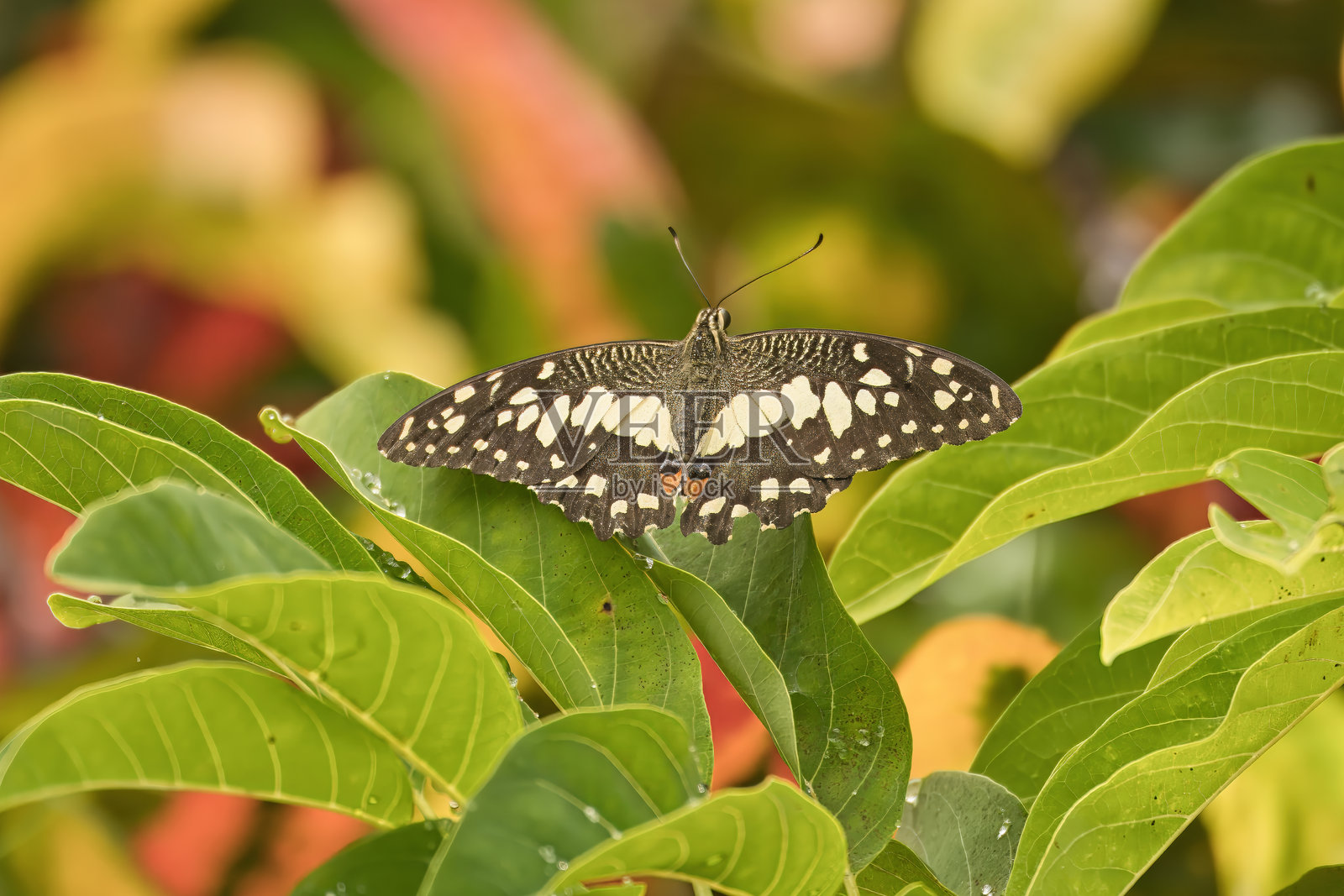 单只蝴蝶停在番荔枝叶上照片摄影图片