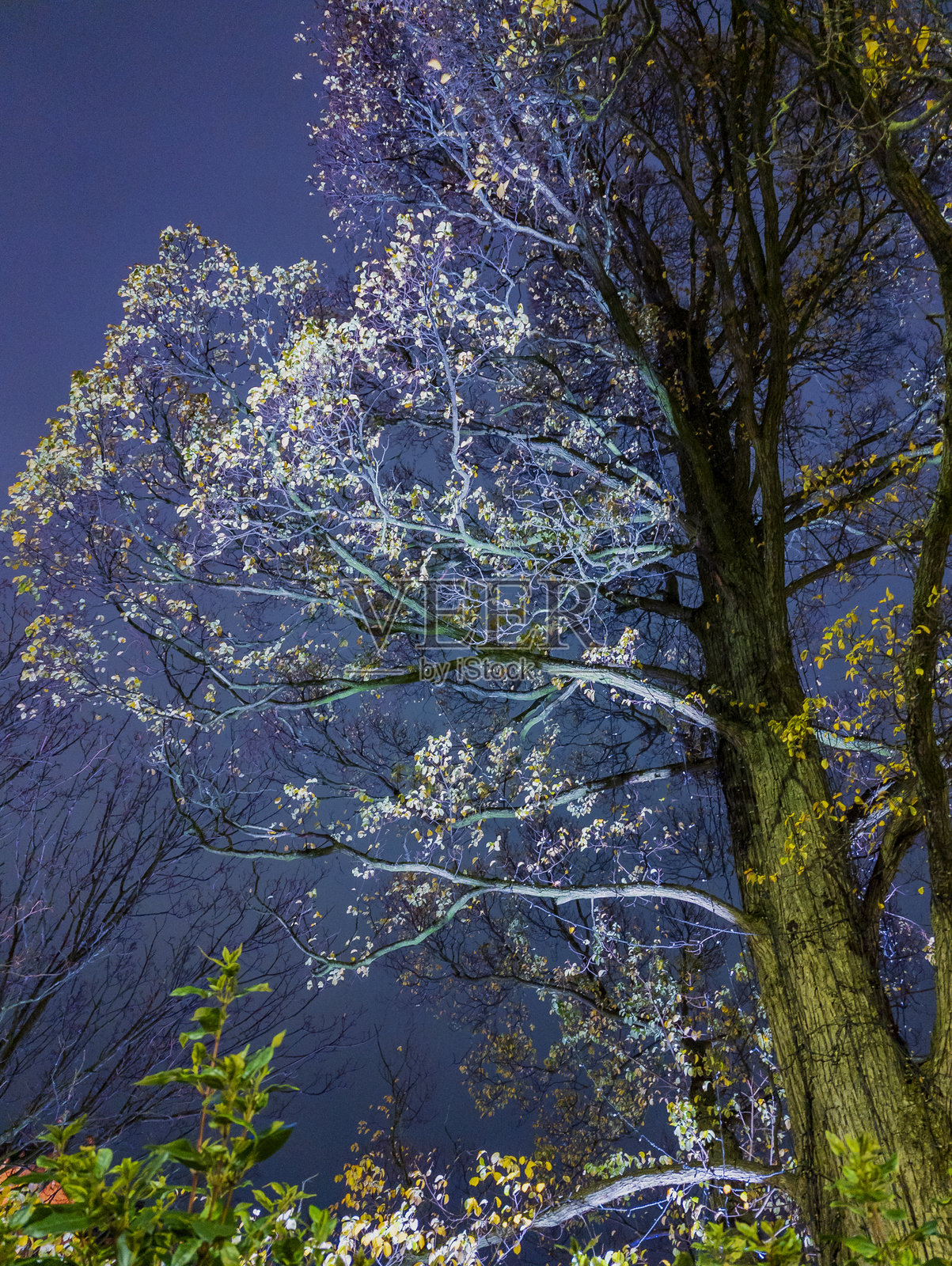 爱丁堡市的圣诞灯饰，苏格兰，英国照片摄影图片