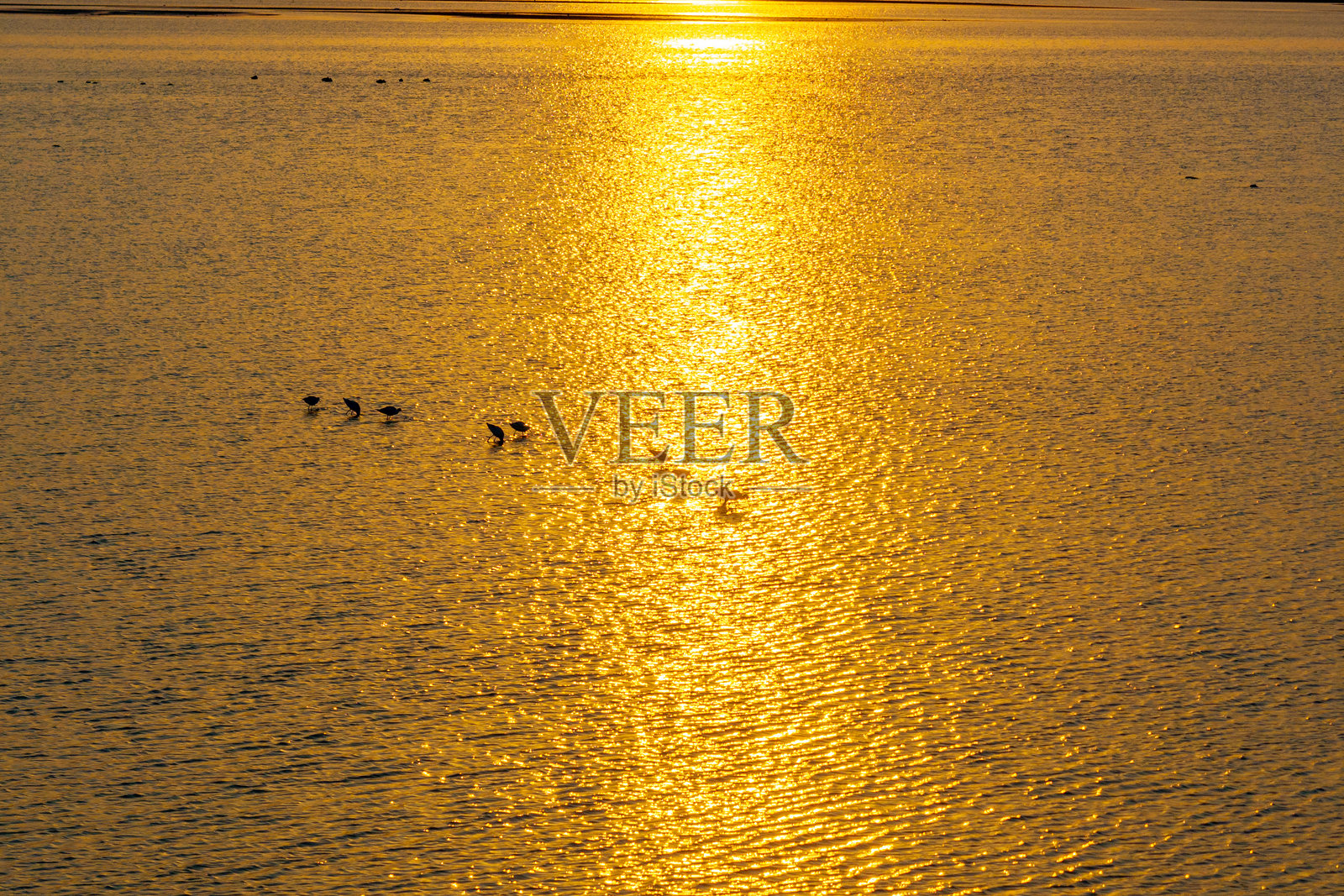 一群候鸟，弯嘴鹬照片摄影图片