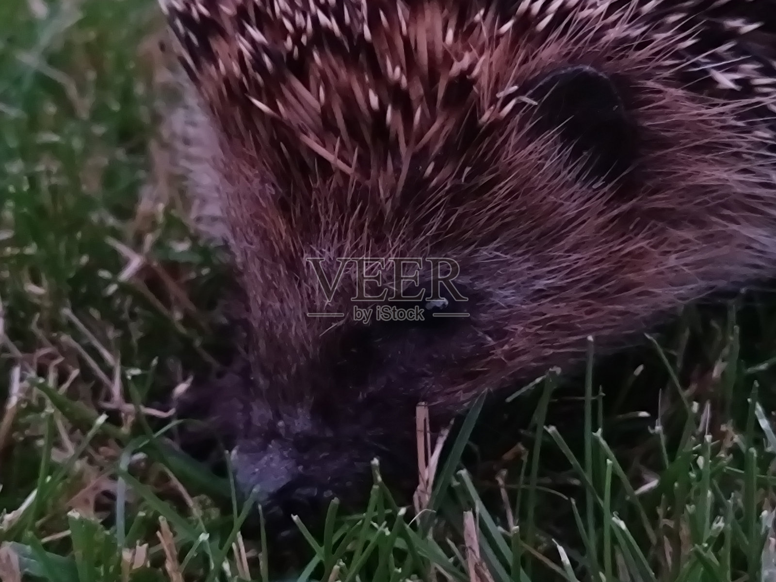 草地上的刺猬照片摄影图片