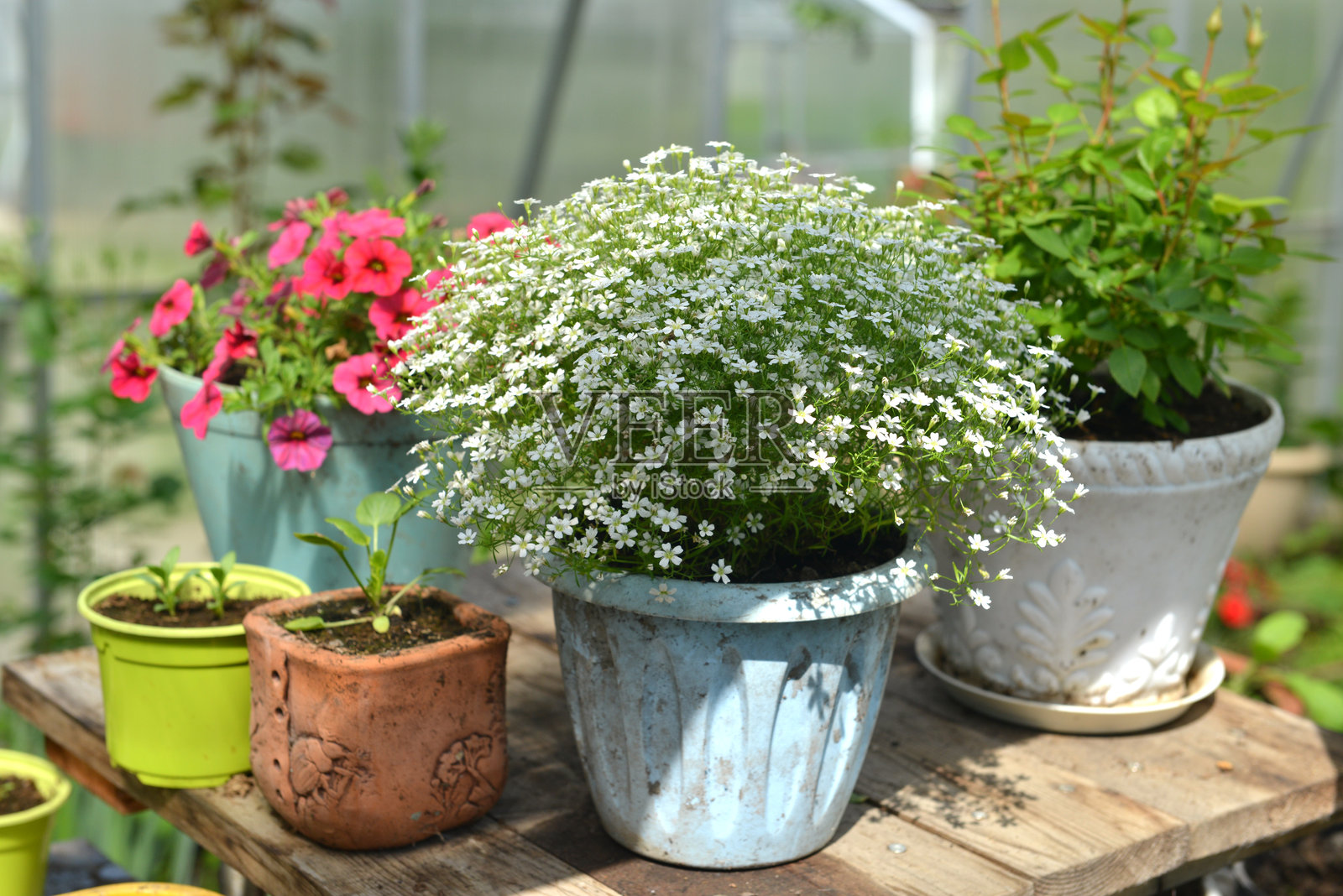 温室中桌子上的美丽花卉幼苗静物，春夏植物和农业背景，搭配园艺工具，复古家居花园和怀旧概念。照片摄影图片