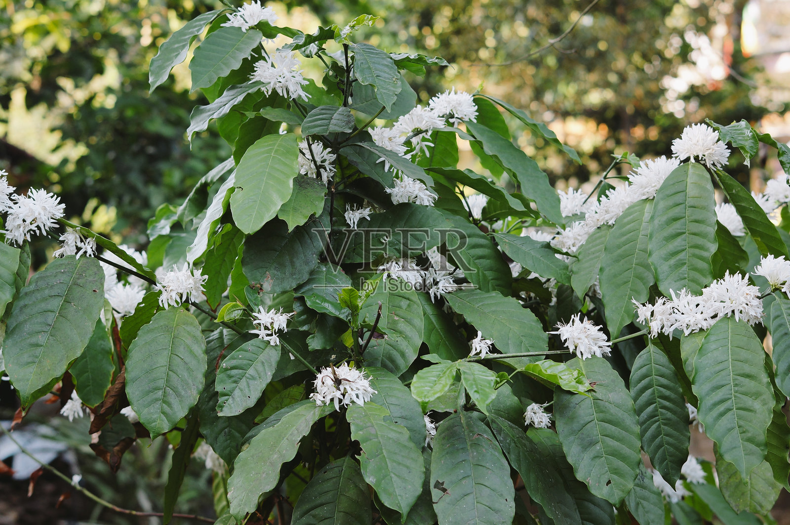 咖啡花在种植园作物上盛开照片摄影图片