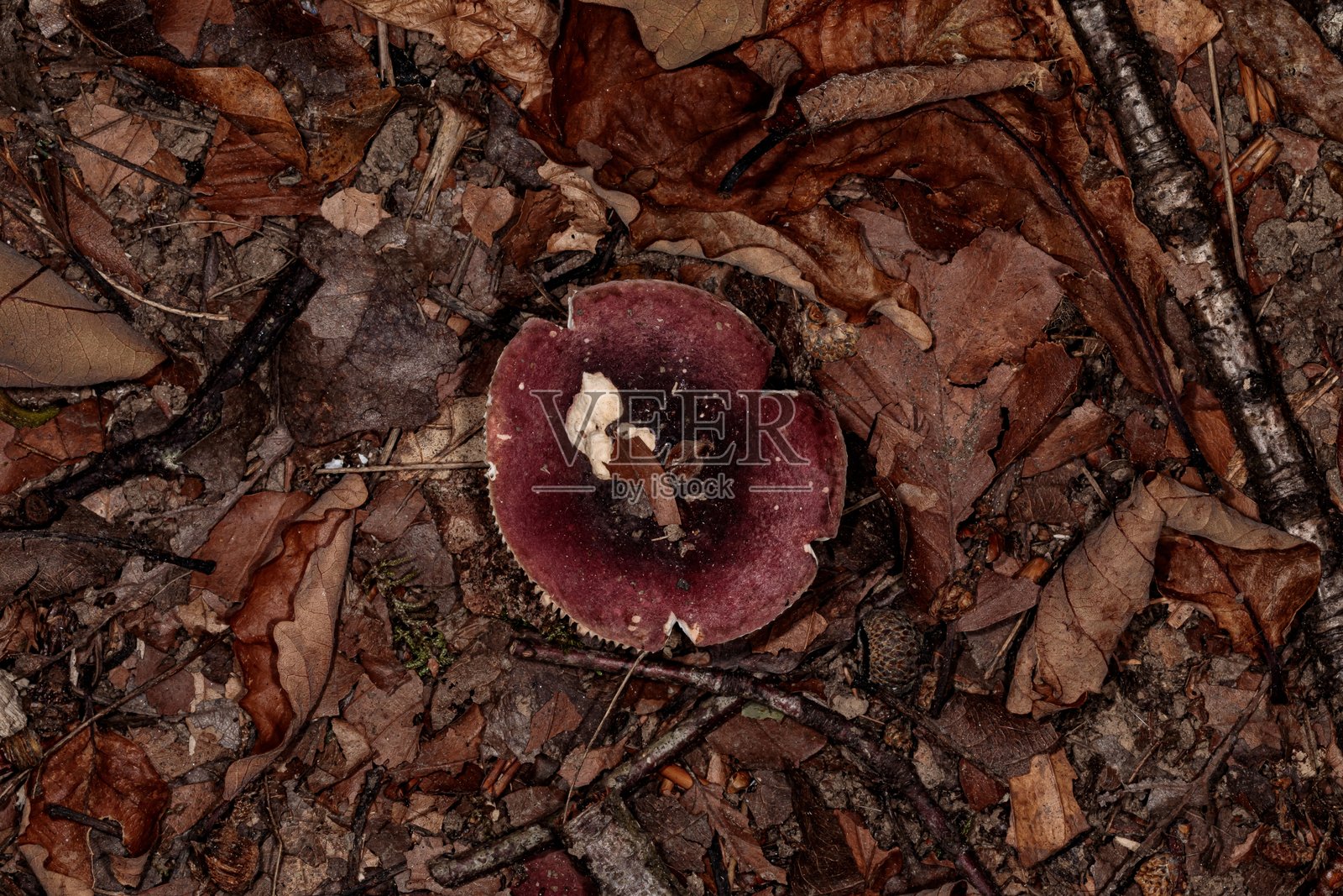 红菇属真菌。照片摄影图片