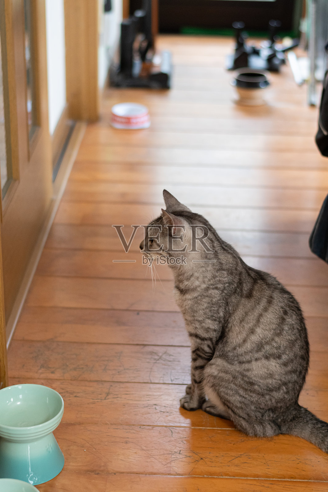 猫坐着等待食物照片摄影图片
