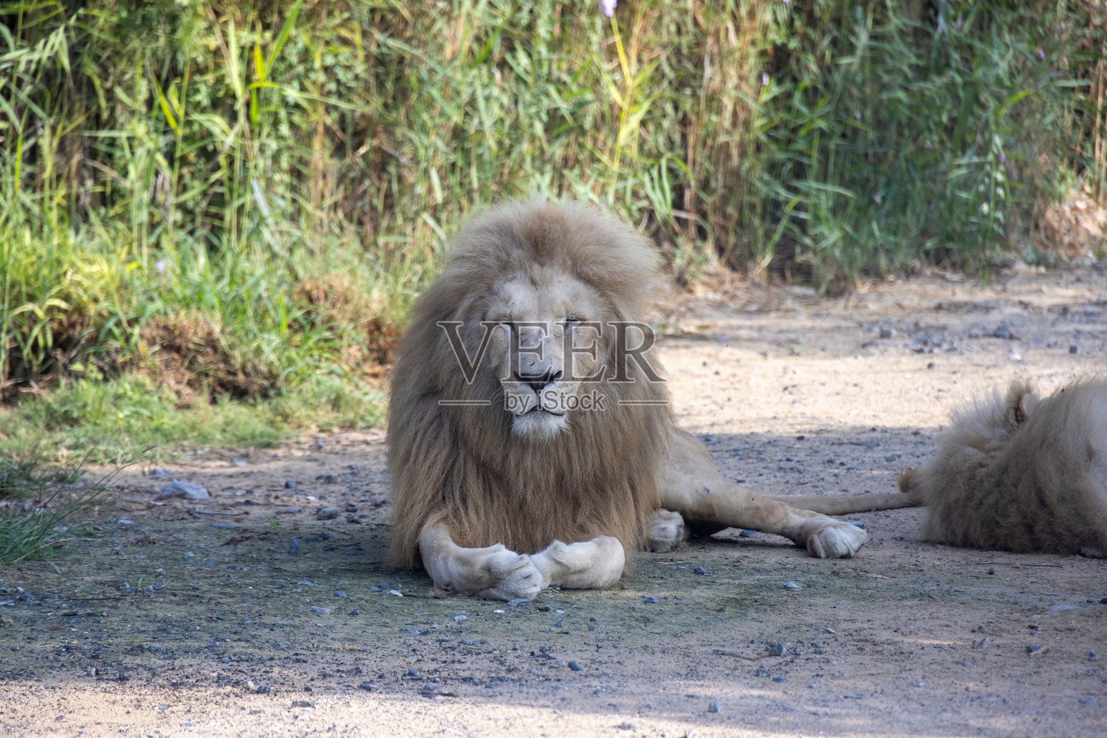 自然栖息地中的白色雄狮照片摄影图片