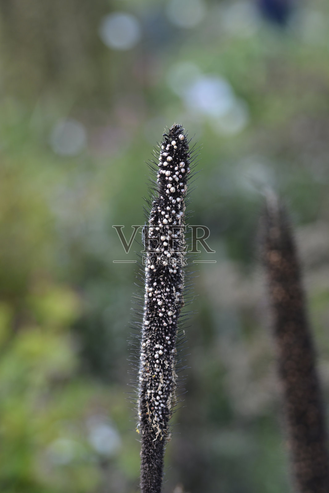 芦苇小米照片摄影图片