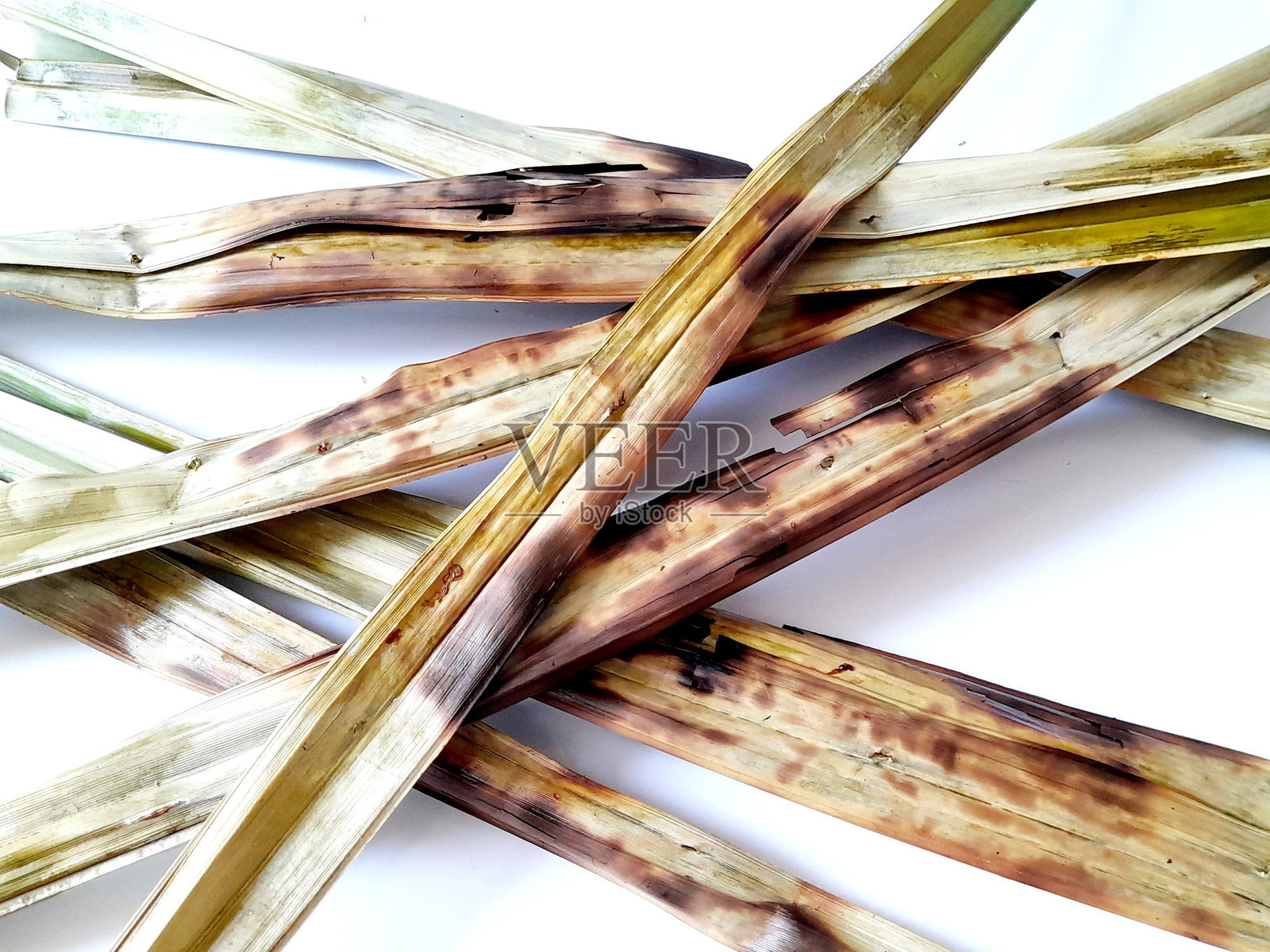 干枯的树叶。照片摄影图片