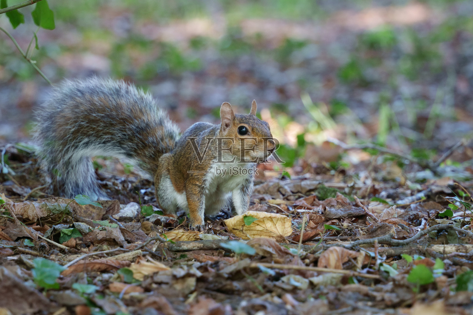 意大利蒙扎公园里的松鼠，九月时节照片摄影图片