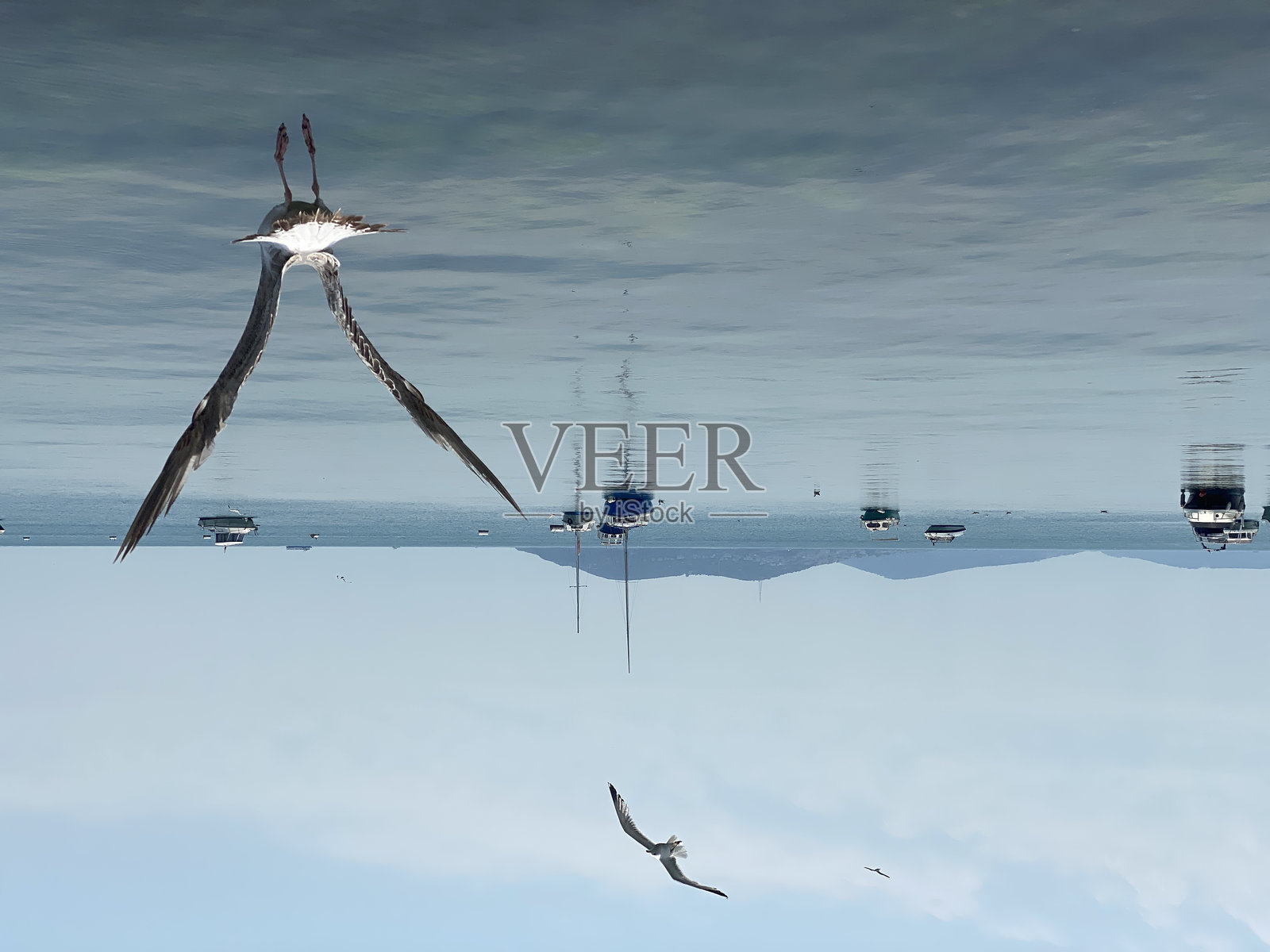 海鸥照片摄影图片