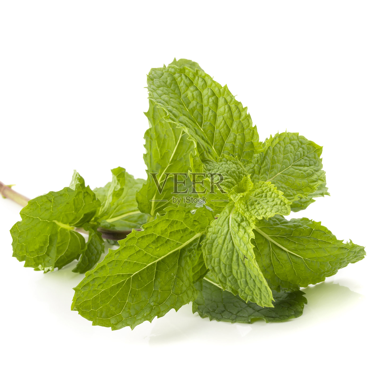 新鲜薄荷叶孤立在白色背景上照片摄影图片
