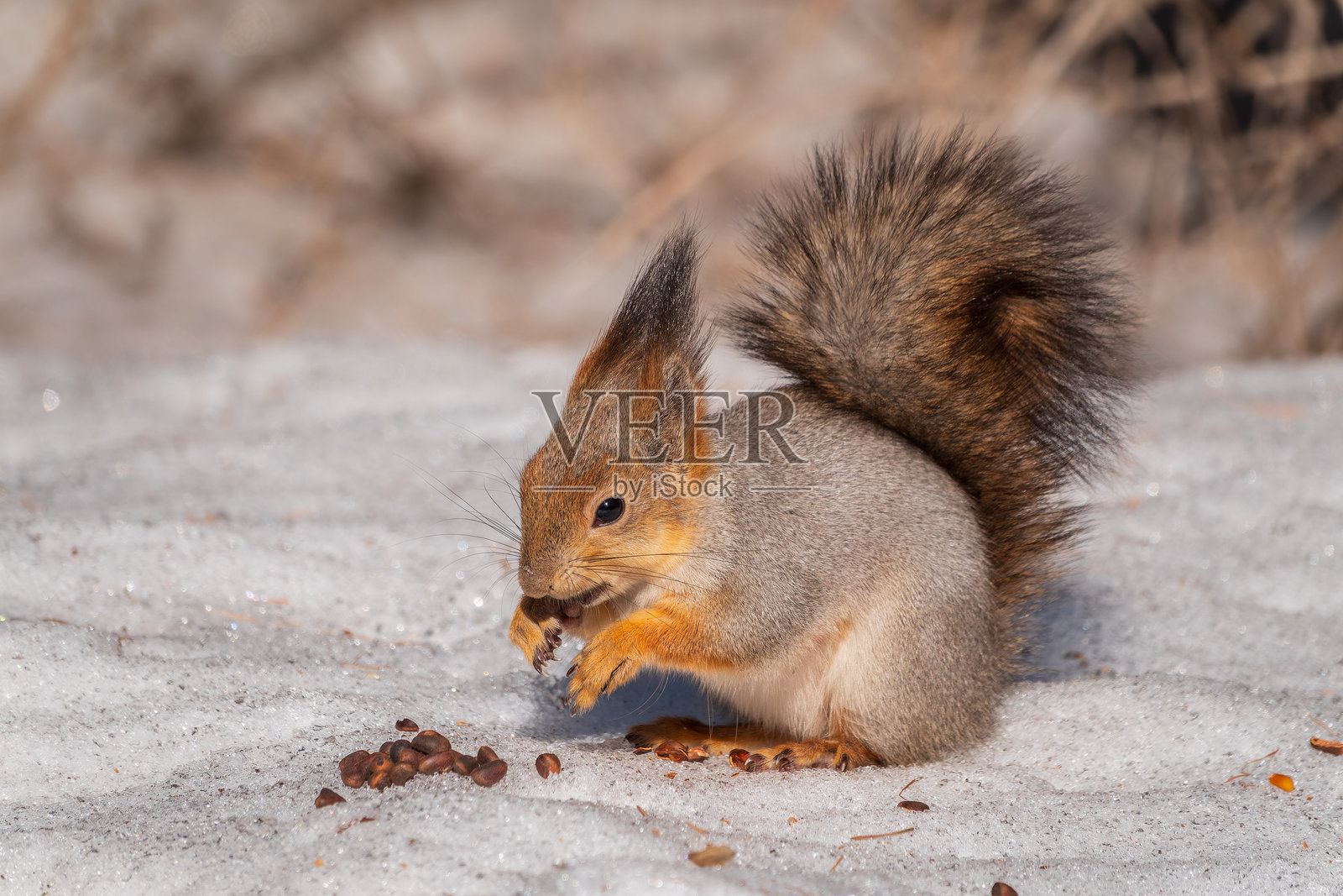 冬天的松鼠坐在白雪上。照片摄影图片
