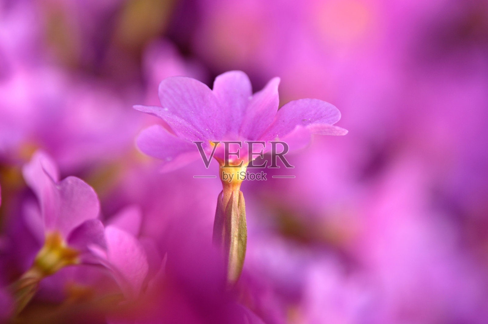 粉色报春花在花园中密集绽放。照片摄影图片