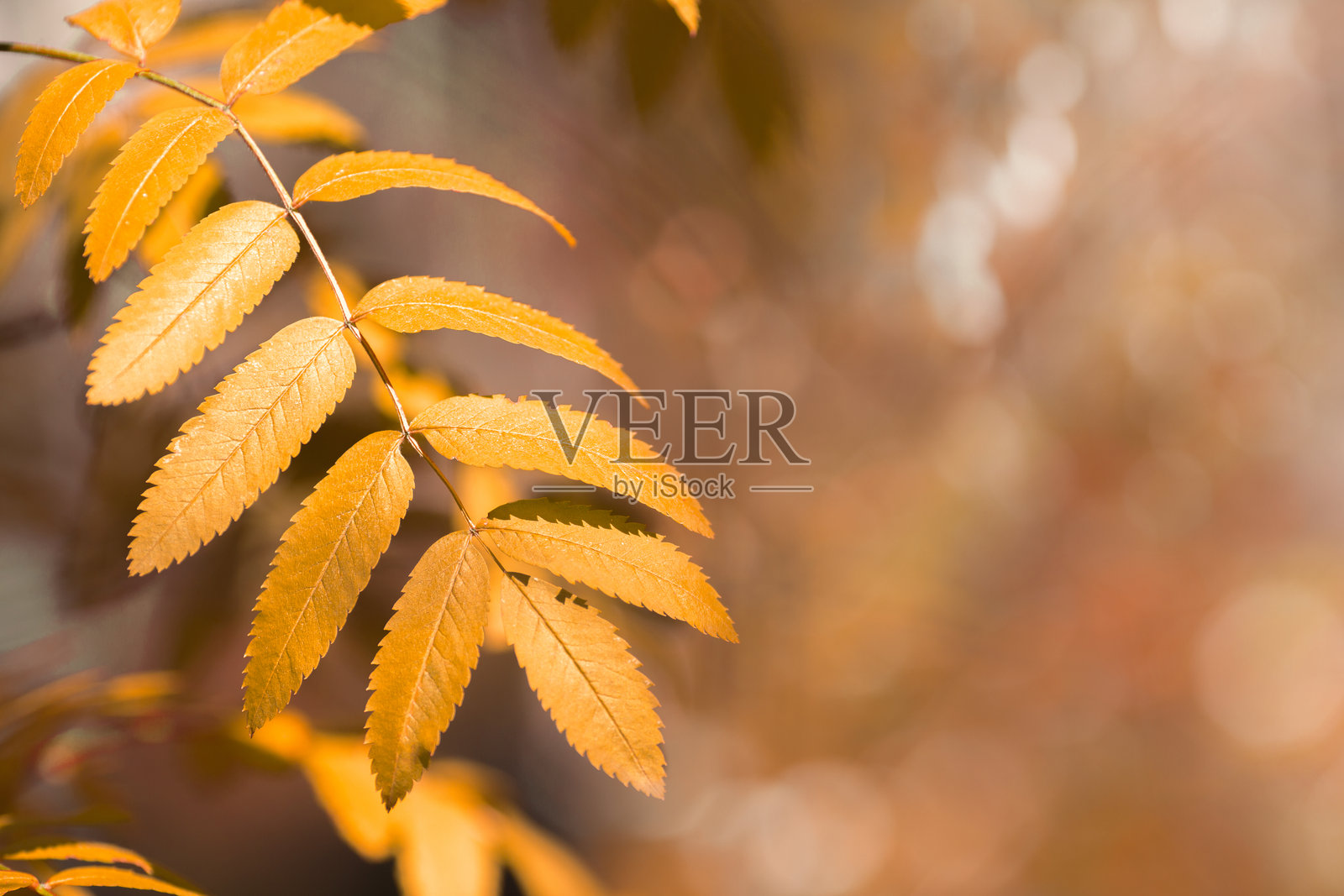 秋季氛围森林自然虚化灯光背景。山楂叶，柔焦，模糊，留白空间。照片摄影图片