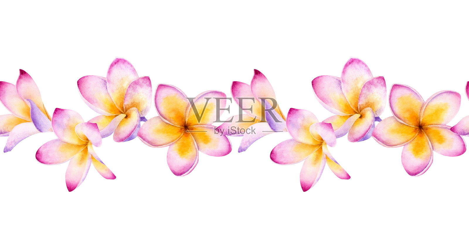 粉色夹竹桃花的水彩无缝边框，背景为白色。插画图片素材