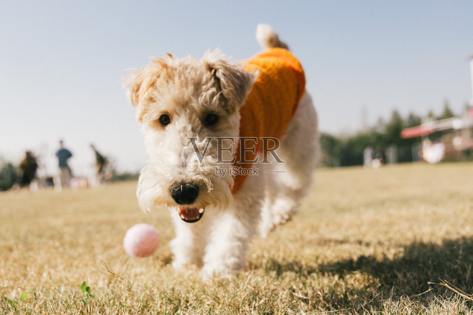 户外的小狗，狐狸梗照片摄影图片