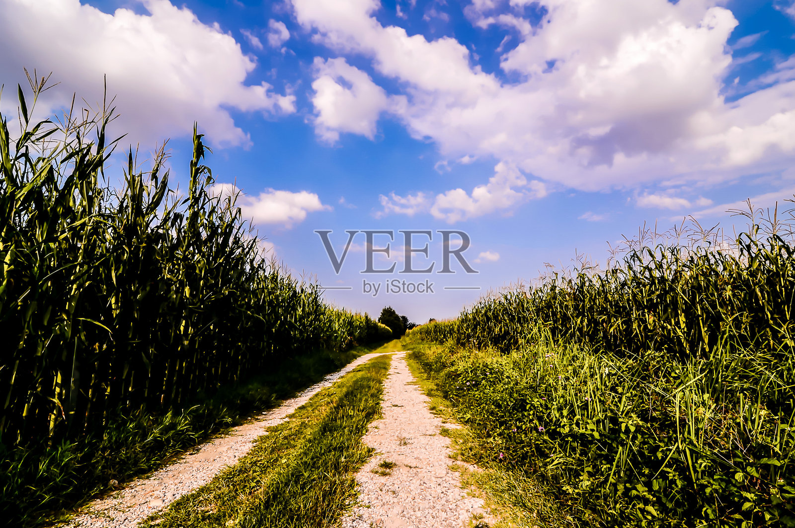 乡村泥泞小路照片摄影图片