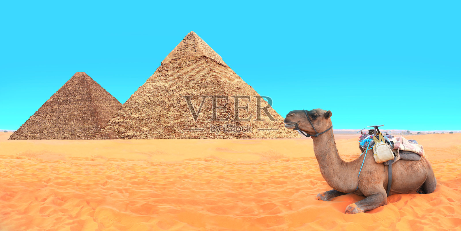 穿着色彩斑斓马衣的骆驼在埃及开罗吉萨金字塔附近的沙地上休息。横幅展示了单峰骆驼和两座吉萨大金字塔，吉萨金字塔群（吉萨墓地）。照片摄影图片