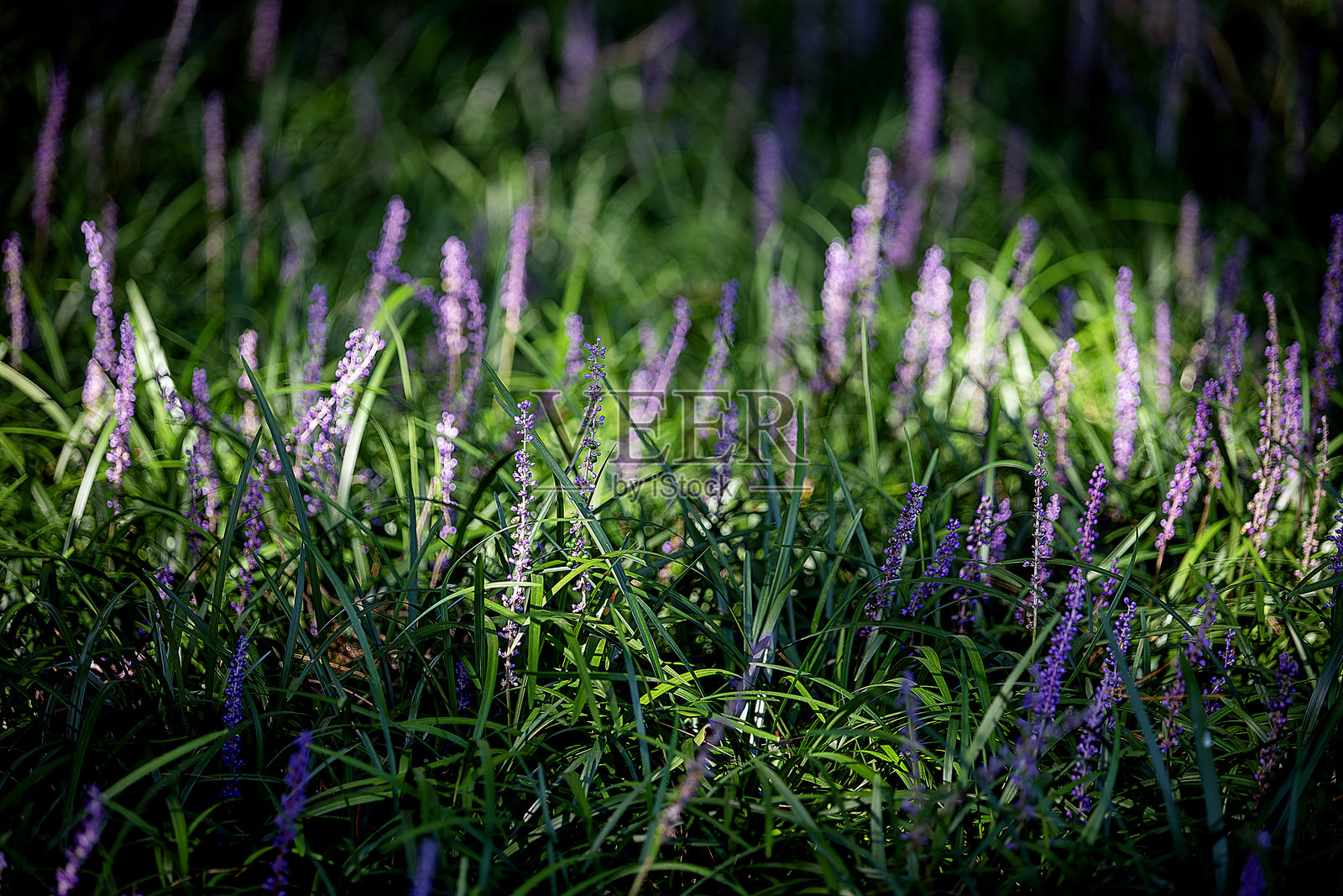 花朵照片摄影图片