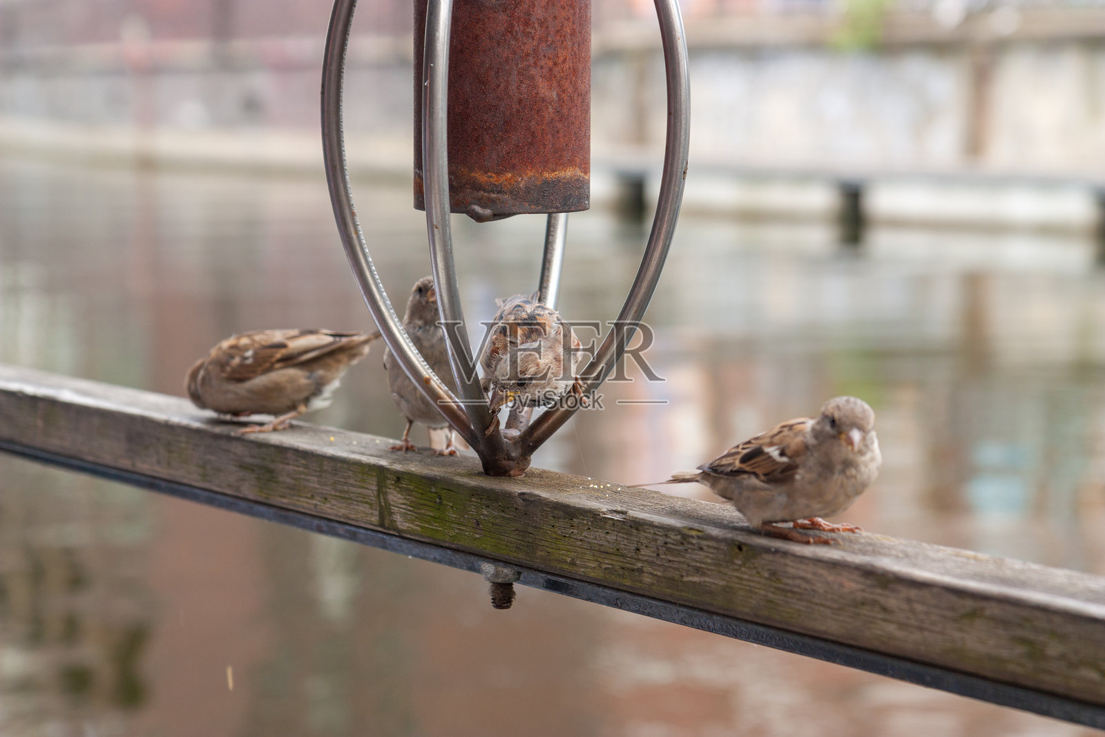 攻击性的麻雀姿势。照片摄影图片