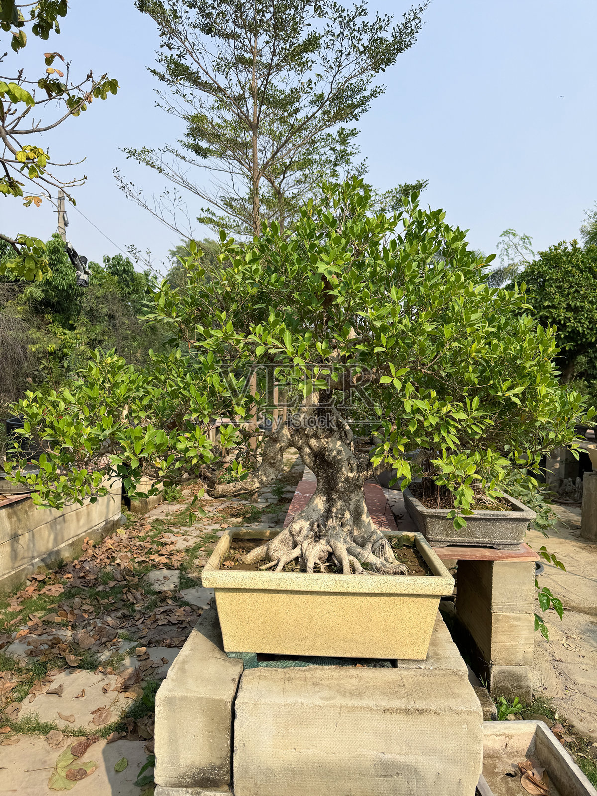 图像展示了一个无花果（榕树）盆景，放置在矩形盆景盆中，位于植物苗圃庭院的混凝土基座上，采用非正式的直立风格，表面根部支撑（根盘），重点在前景。照片摄影图片