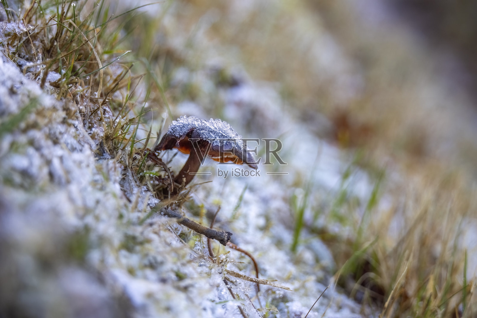 霜冻的蘑菇照片摄影图片