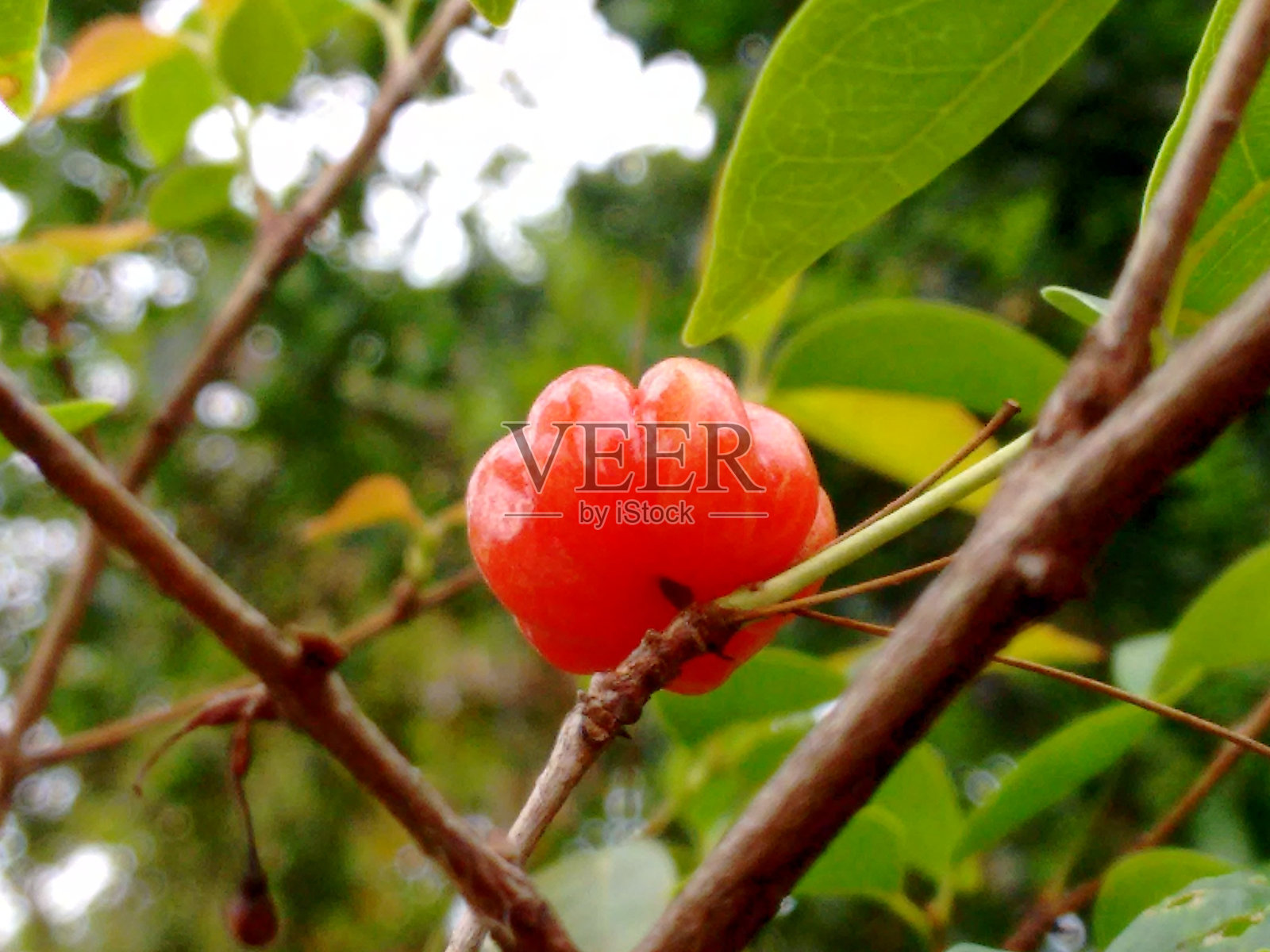 成熟的皮唐果：成熟的颜色和甜美，从花朵到成熟果实。照片摄影图片