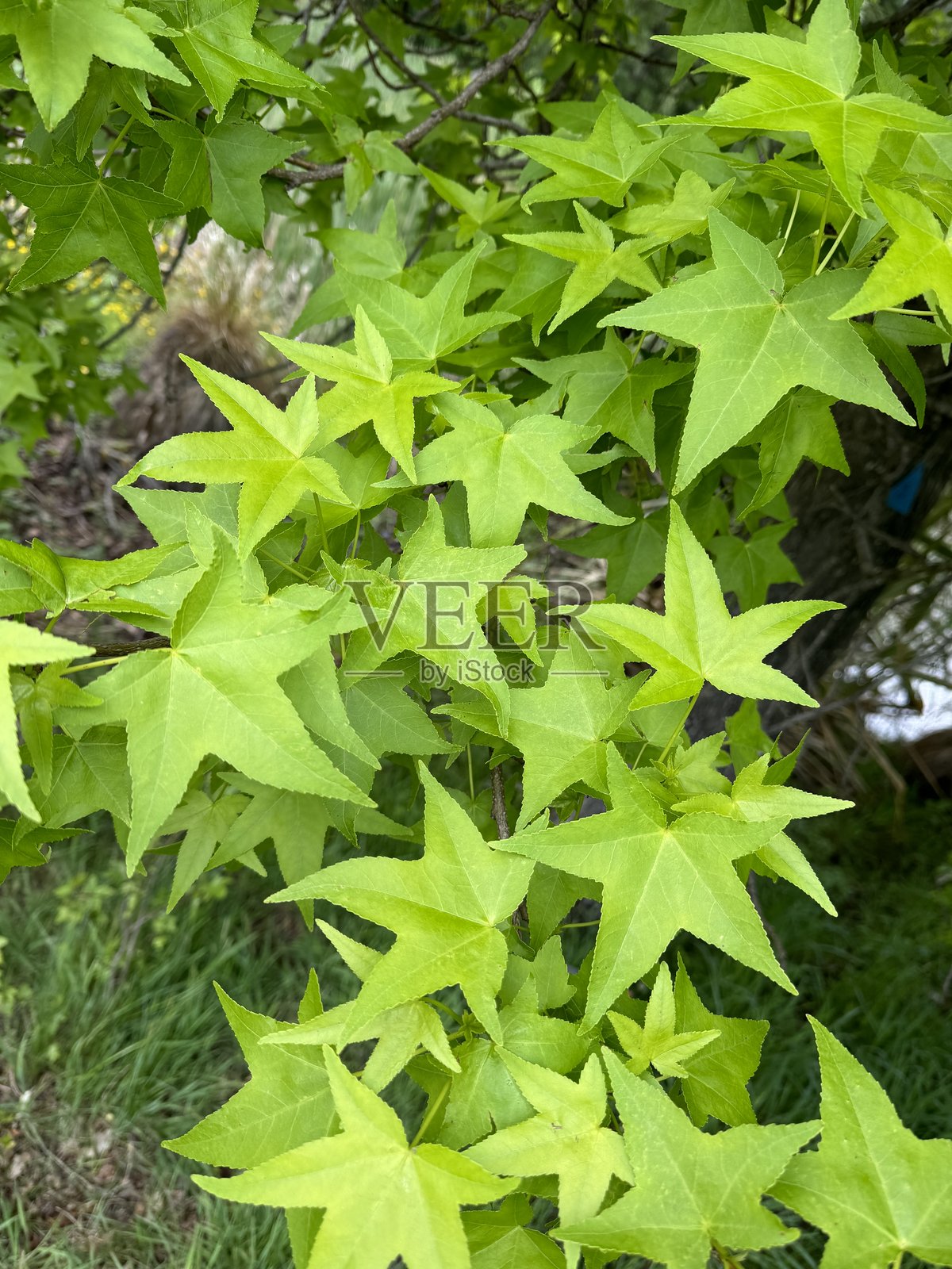 汉默温泉的甜胶树叶照片摄影图片