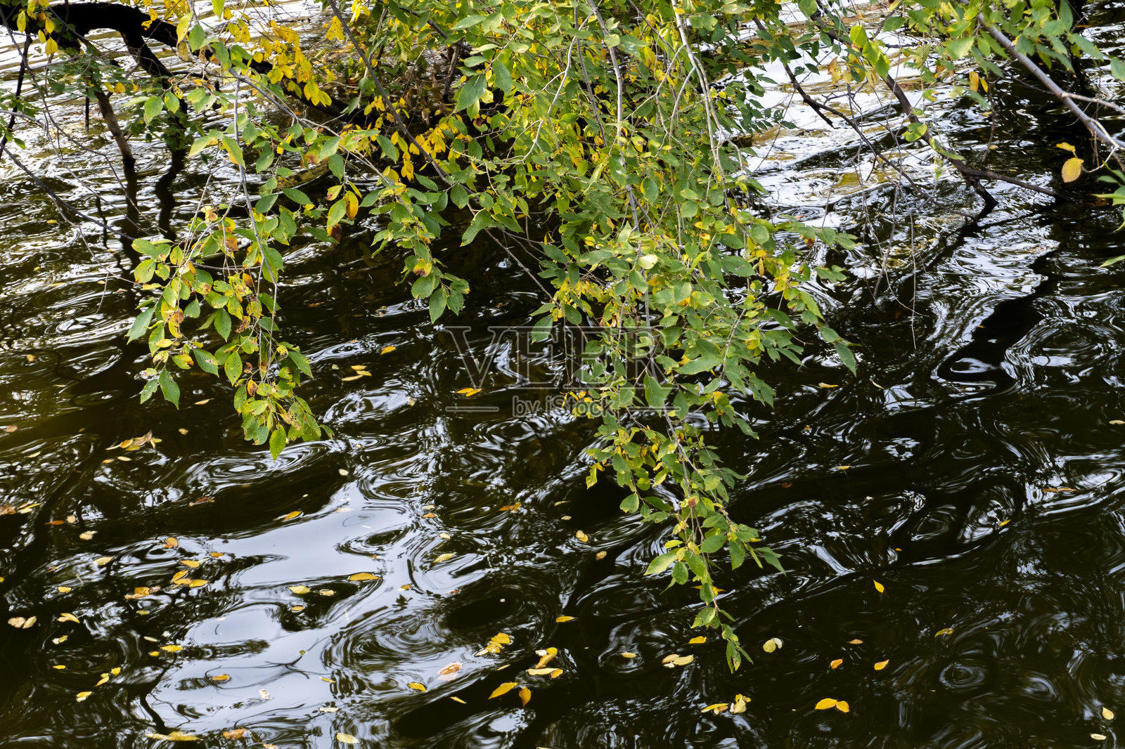 树枝和流动的河流照片摄影图片