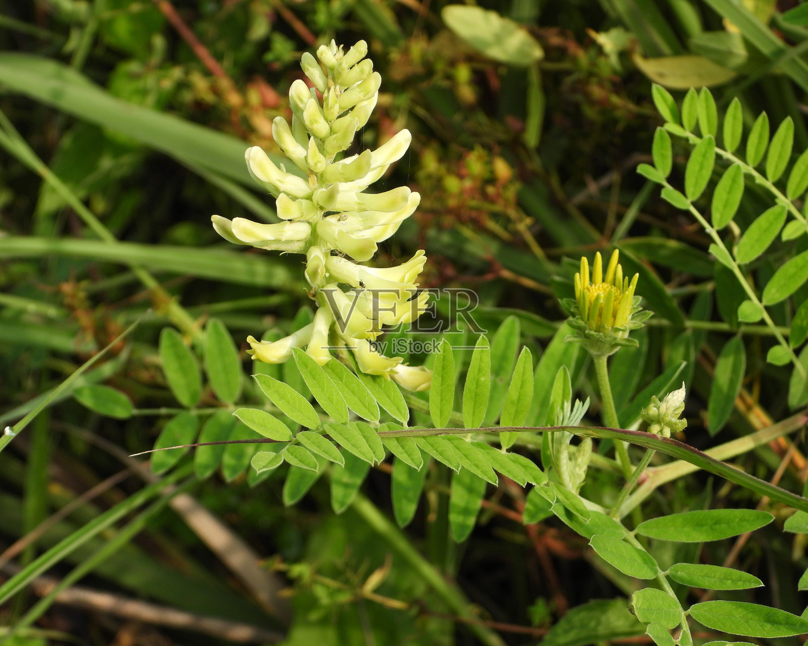 加拿大黄芪 | 加拿大奶草 | 北美原生草原野花照片摄影图片