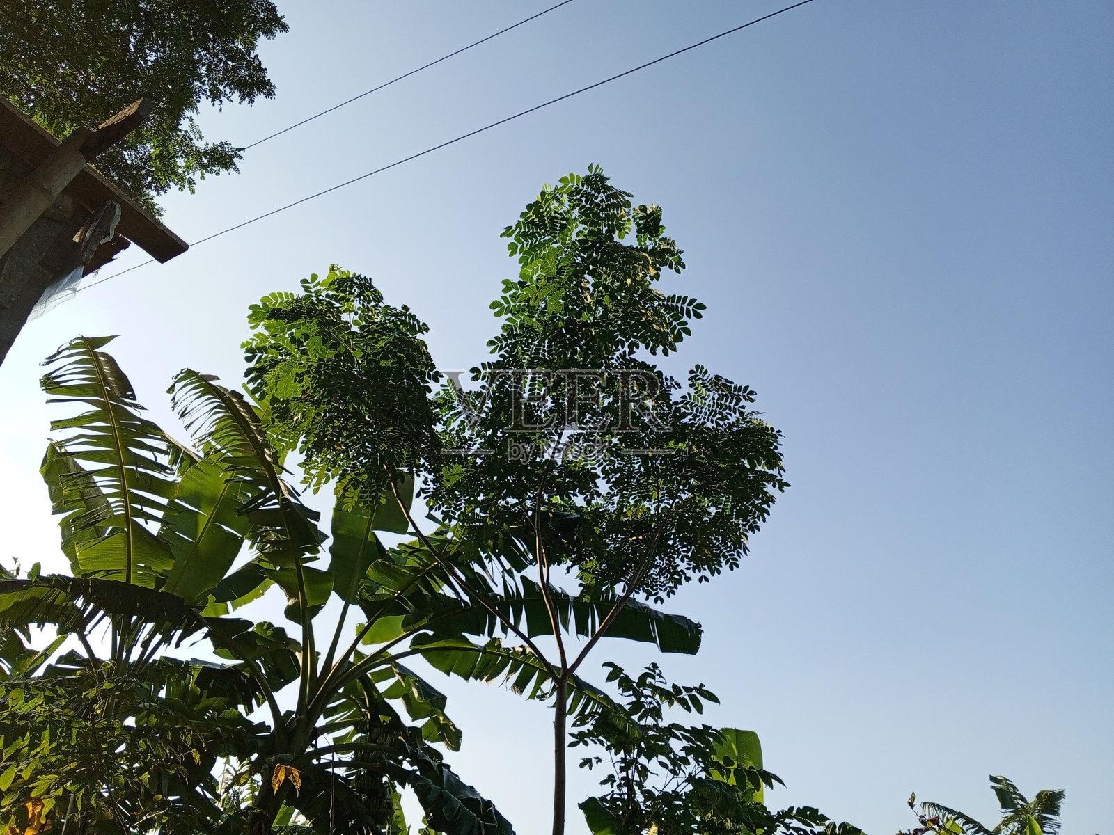 美丽的乡村自然照片，树木与天空的美丽风景照片摄影图片