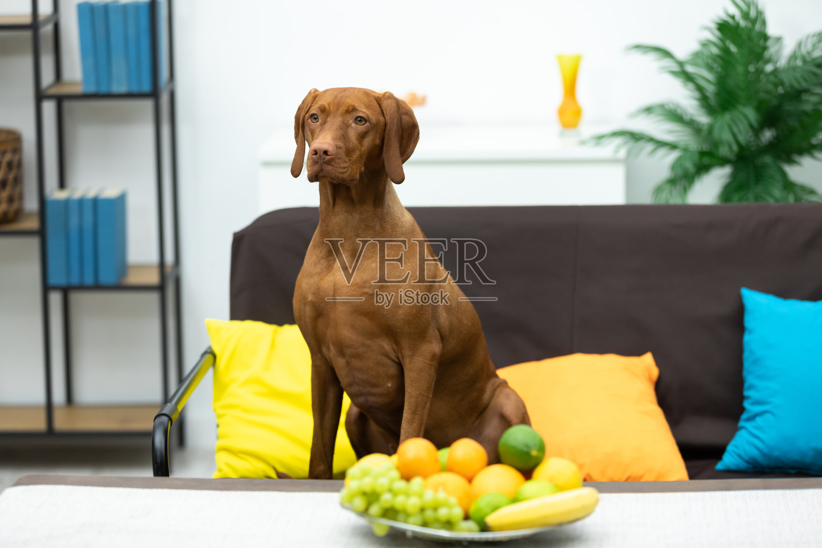 迷人的狗狗在舒适的客厅中放松，周围是水果和欢快的色彩照片摄影图片