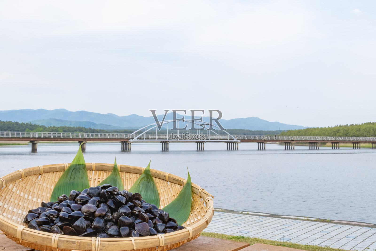 青森县十三湖的淡水蛤蜊（蜆）照片摄影图片