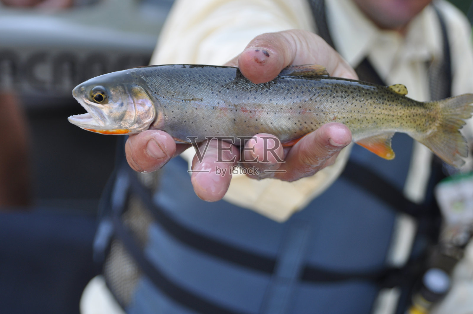 飞钓 1照片摄影图片