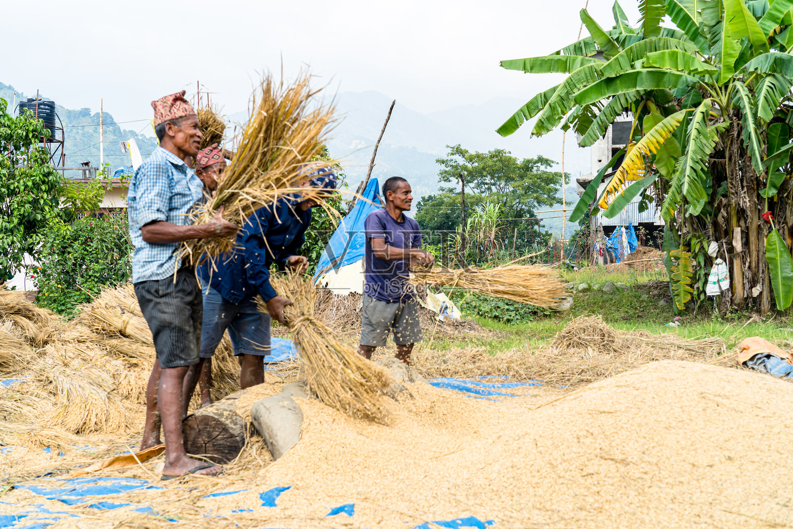 尼泊尔收割水稻作物。照片摄影图片