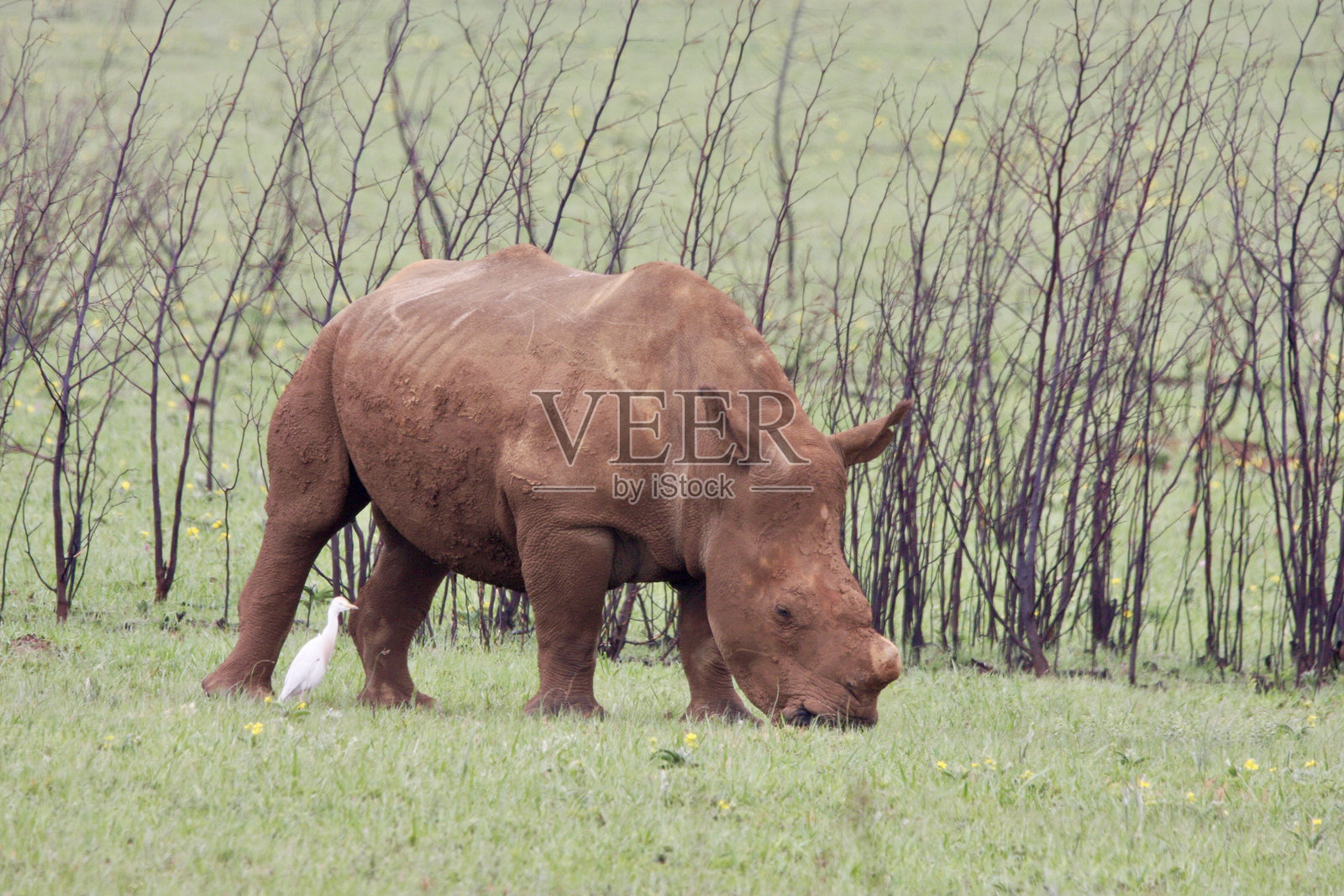 白犀牛在草地上吃草照片摄影图片