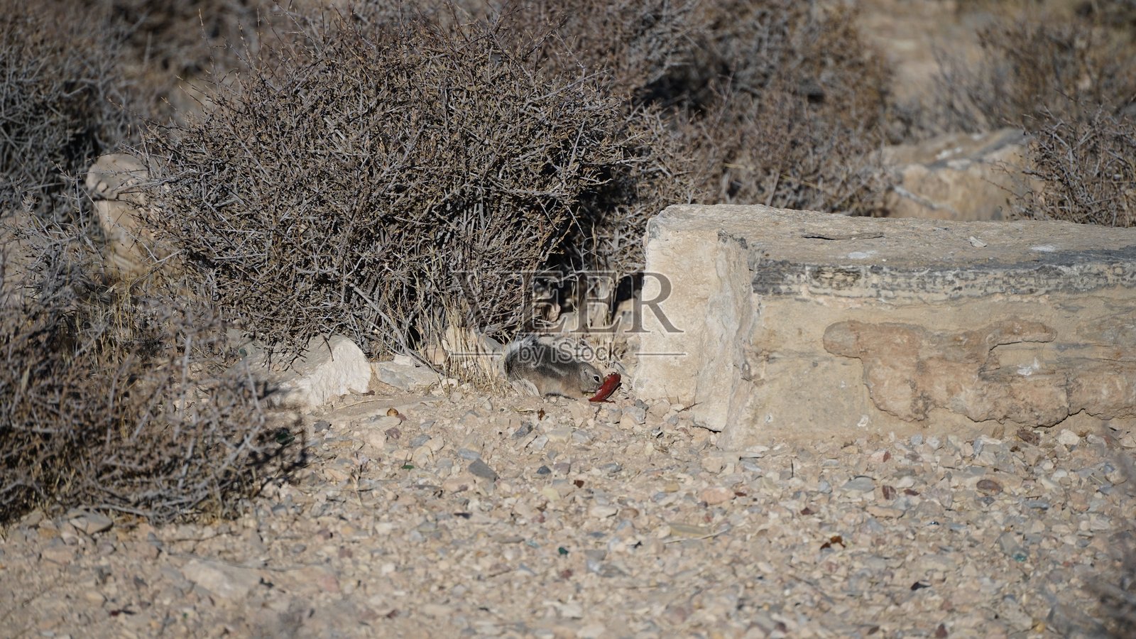内华达沙漠早晨的花栗鼠景观照片摄影图片