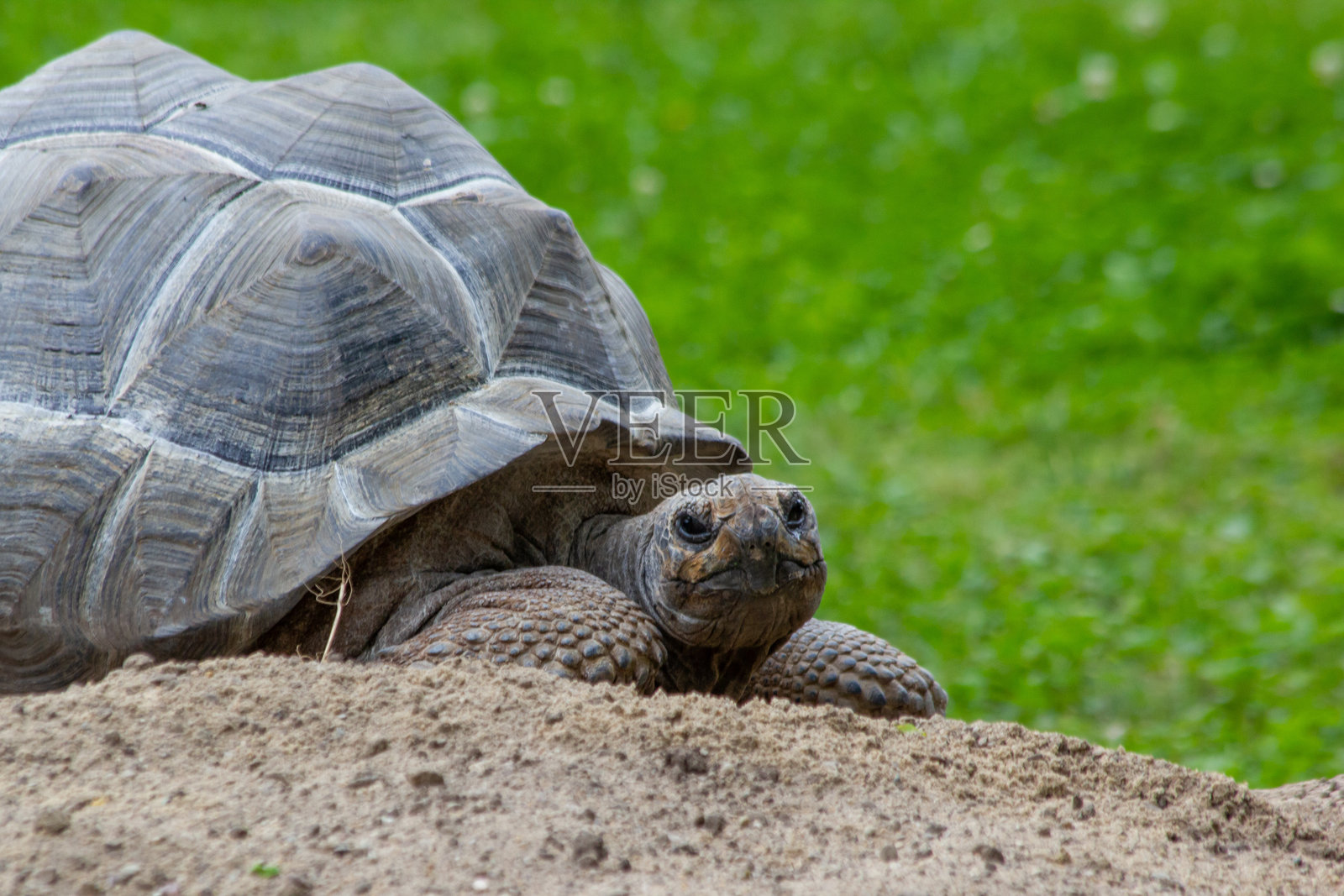 大型非洲陆龟在国家公园的沙地上特写躺着照片摄影图片