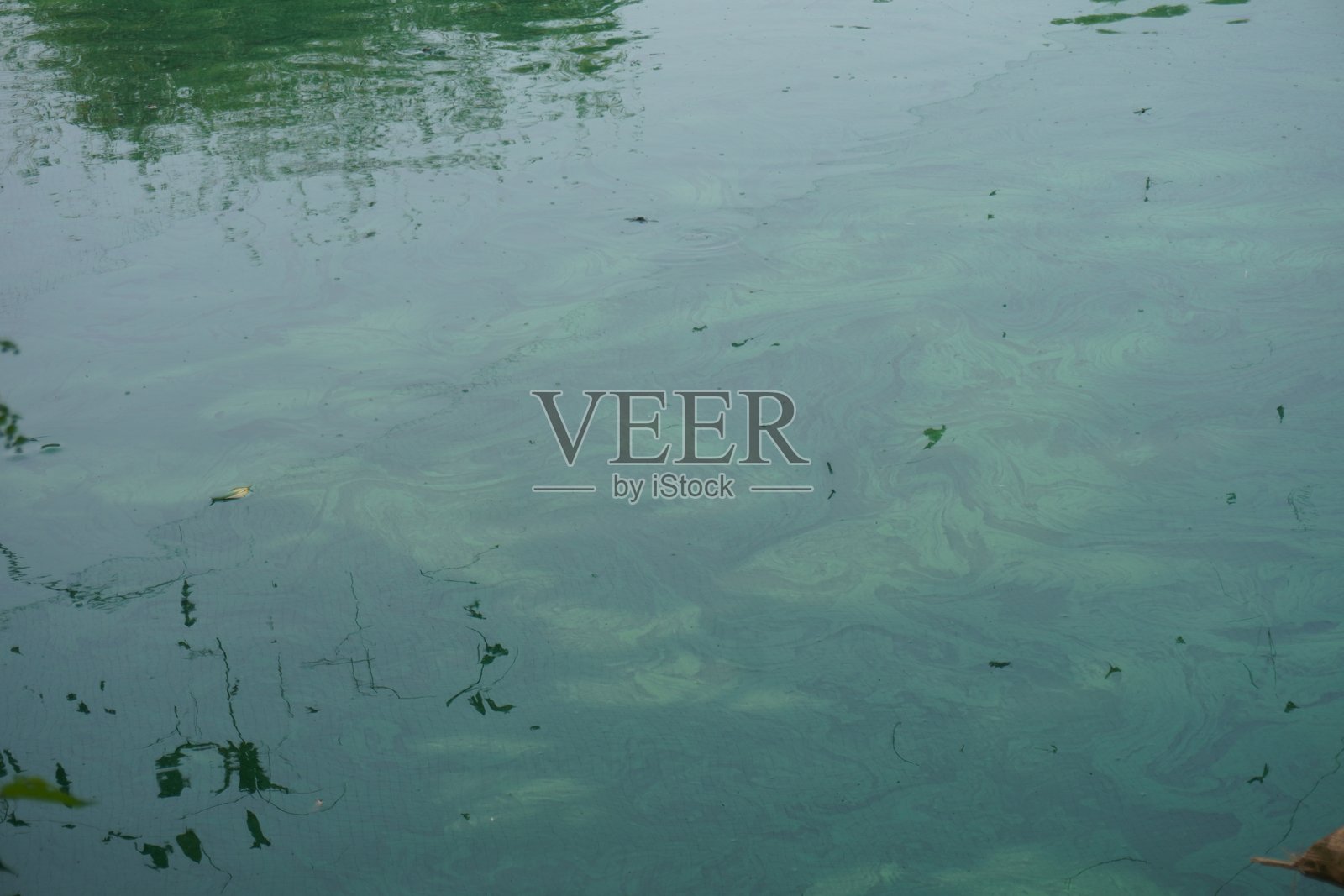 绿水池塘中的鲶鱼照片摄影图片