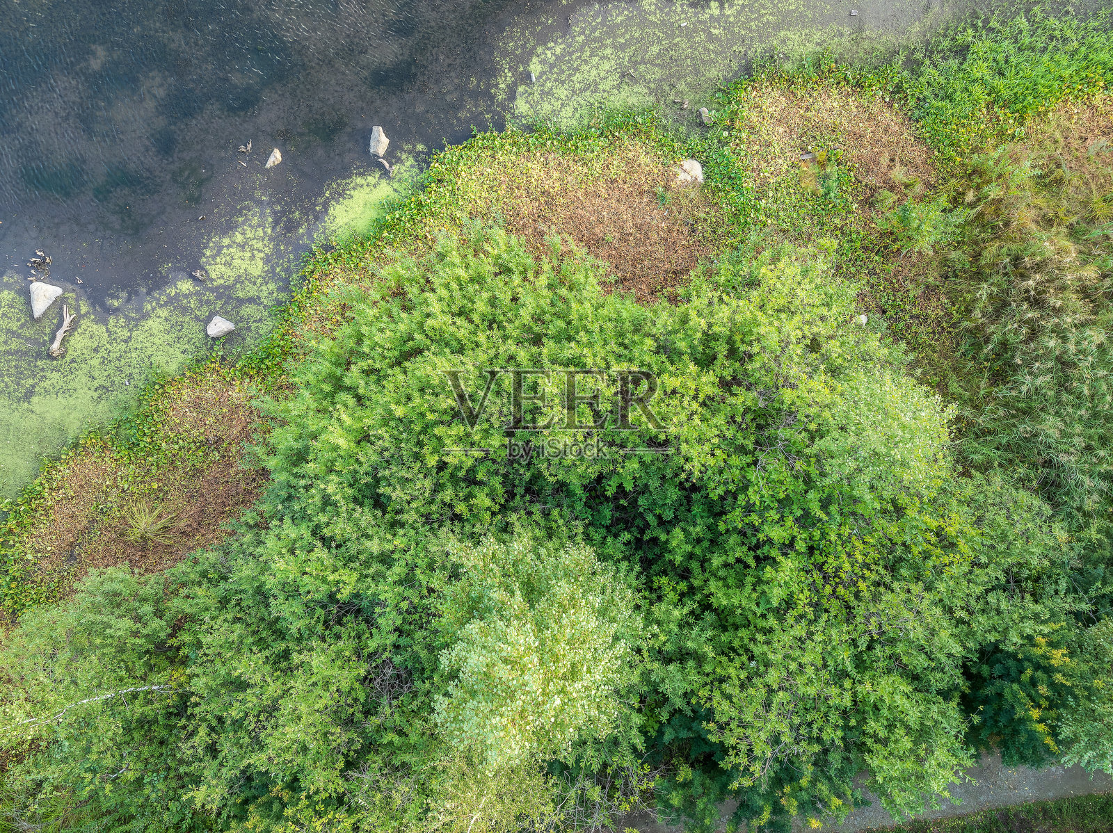 湖泊或河流的空中视角，绿色的岸边与森林。夏季。照片摄影图片