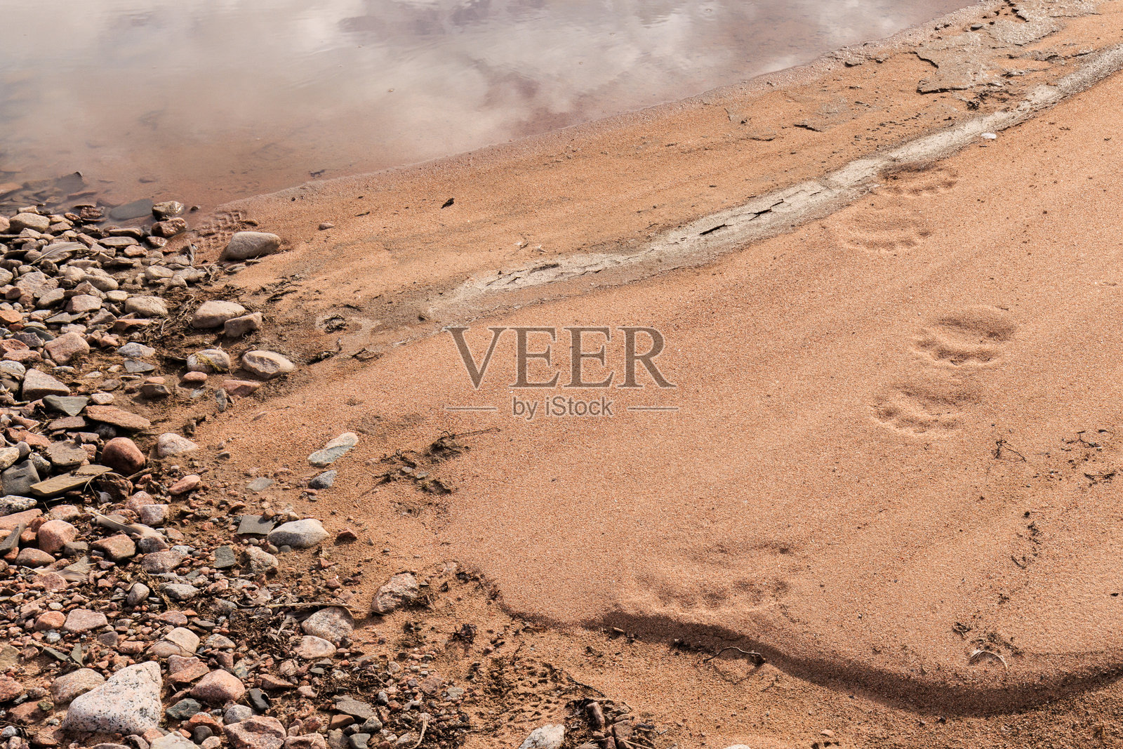 北极熊在匆忙海湾的足迹照片摄影图片