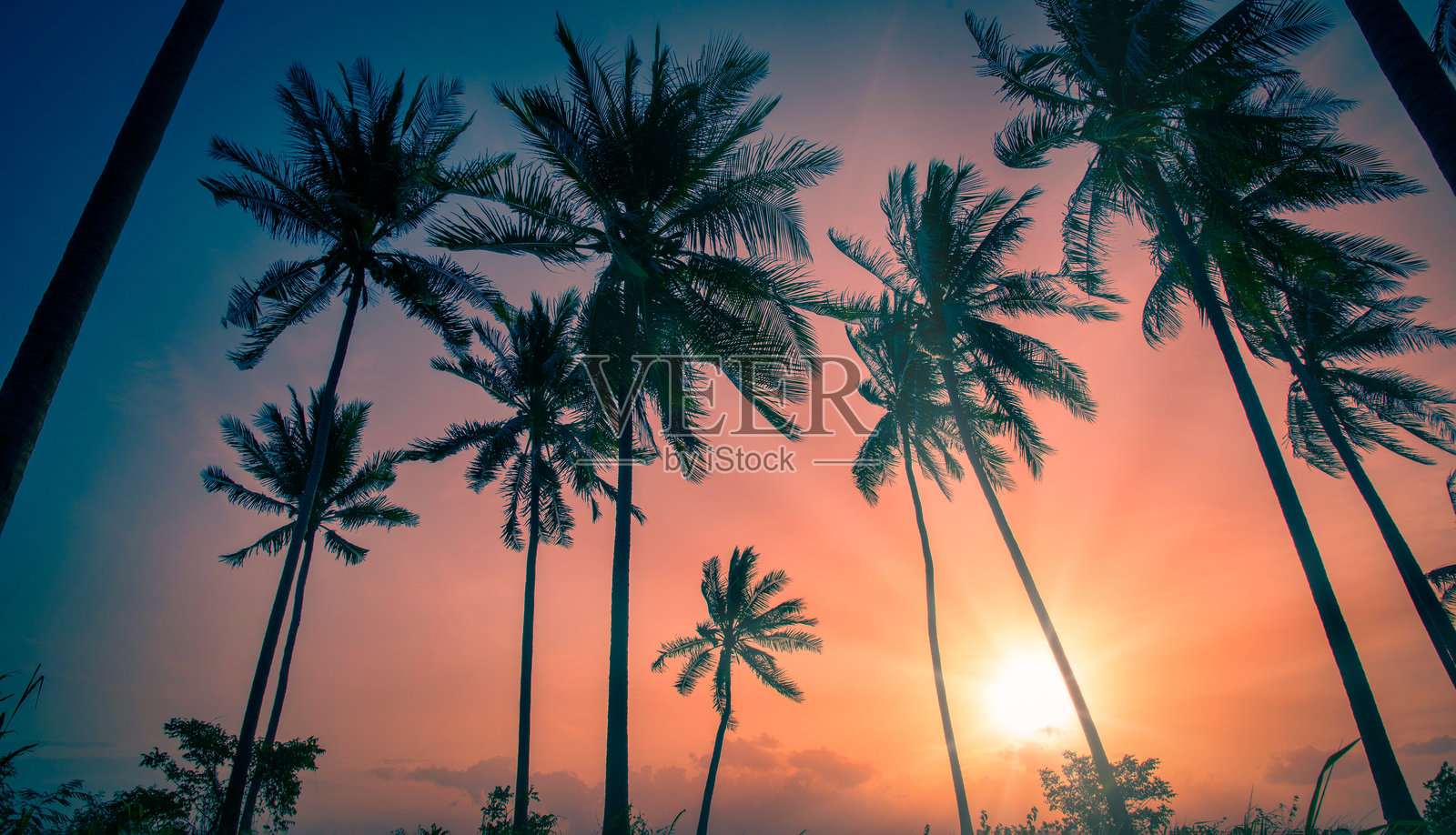 日落时分海滩上的椰子树剪影，复古色调。照片摄影图片