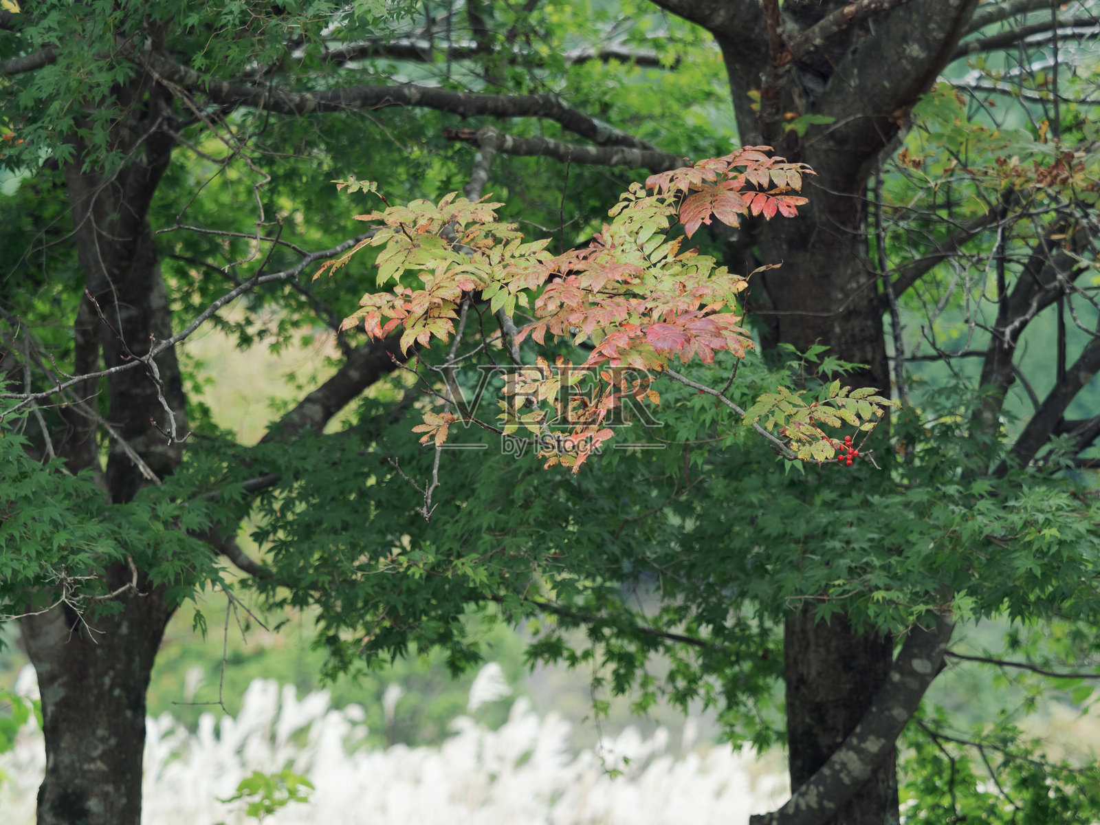 秋天的色彩照片摄影图片