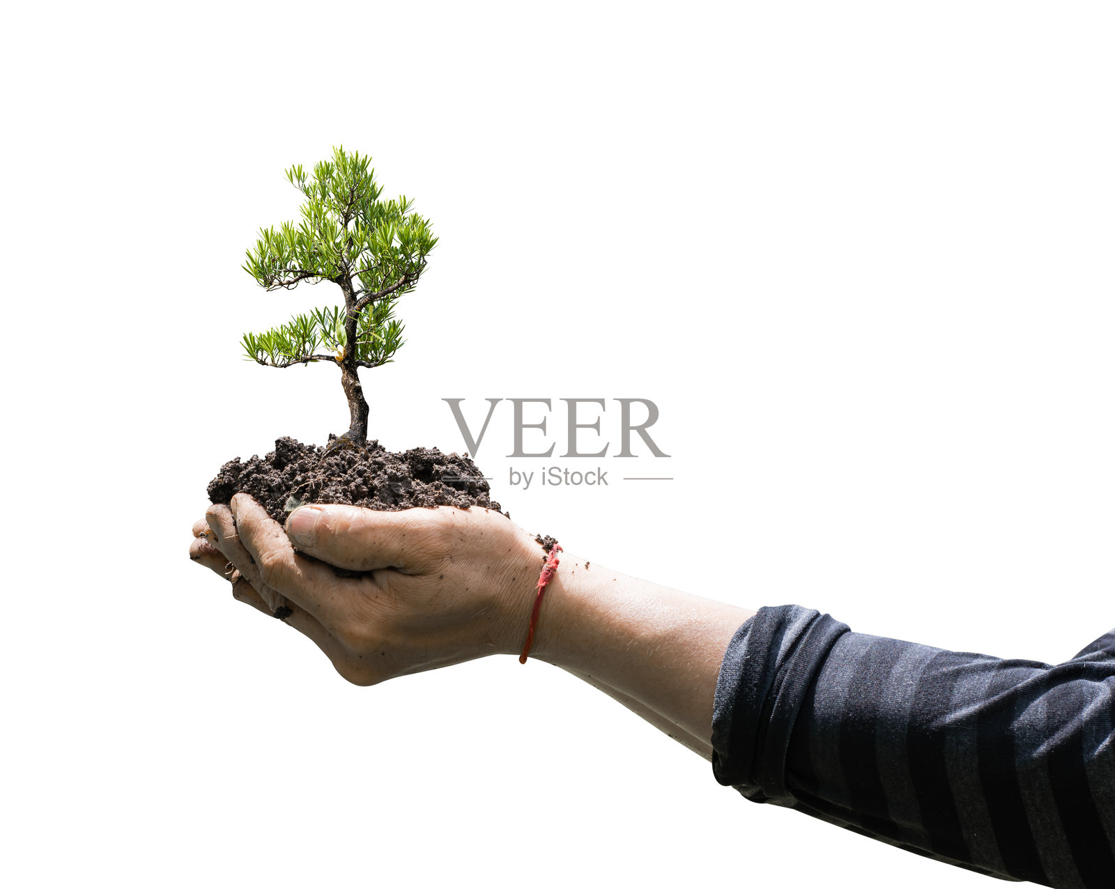 手中握着的盆栽树木，背景为白色 - 剪切路径。照片摄影图片