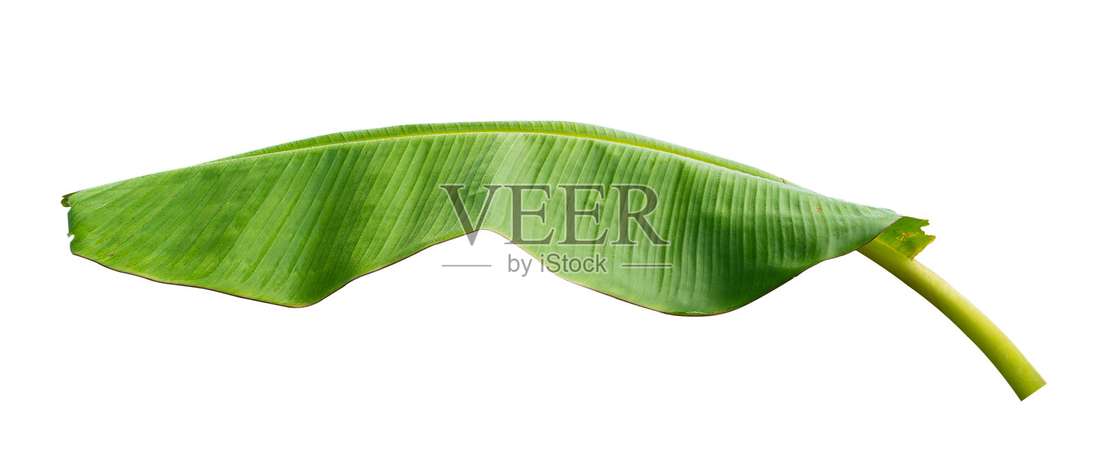 白色背景上的香蕉叶，带有抠图路径照片摄影图片