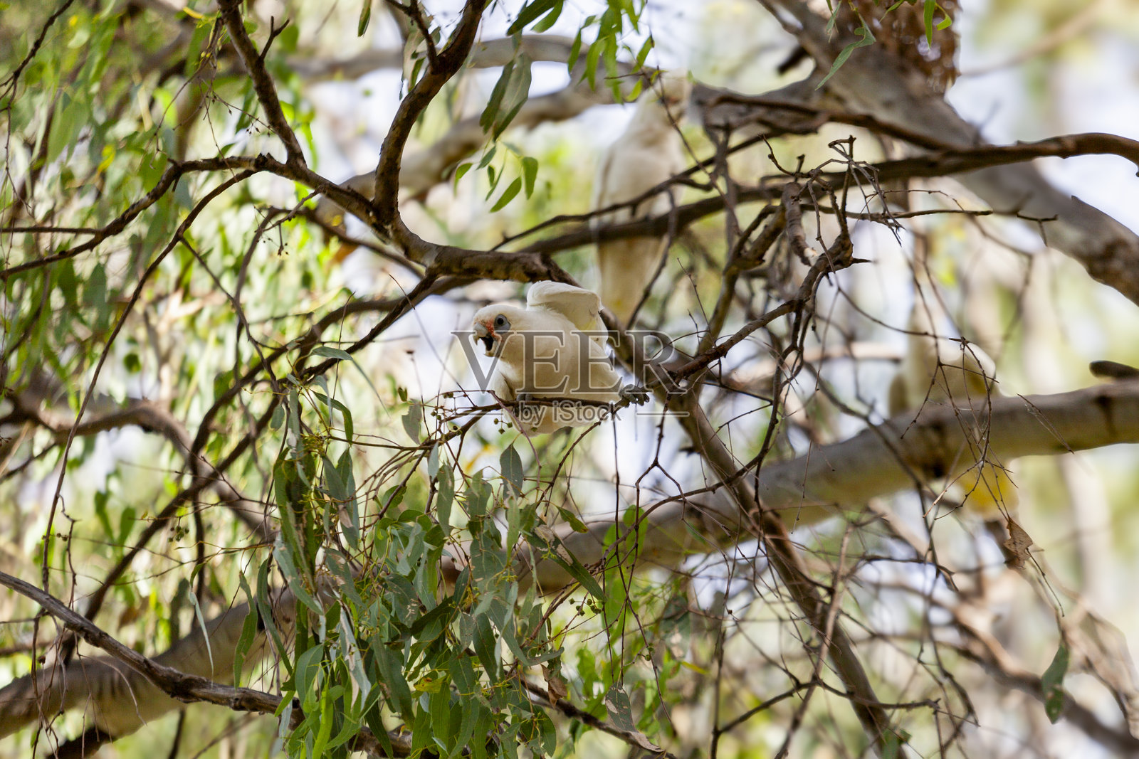 一群小白鹦鹉（Cacatua (Licmetis) sanguinea）栖息在澳大利亚维多利亚的桉树枝上照片摄影图片