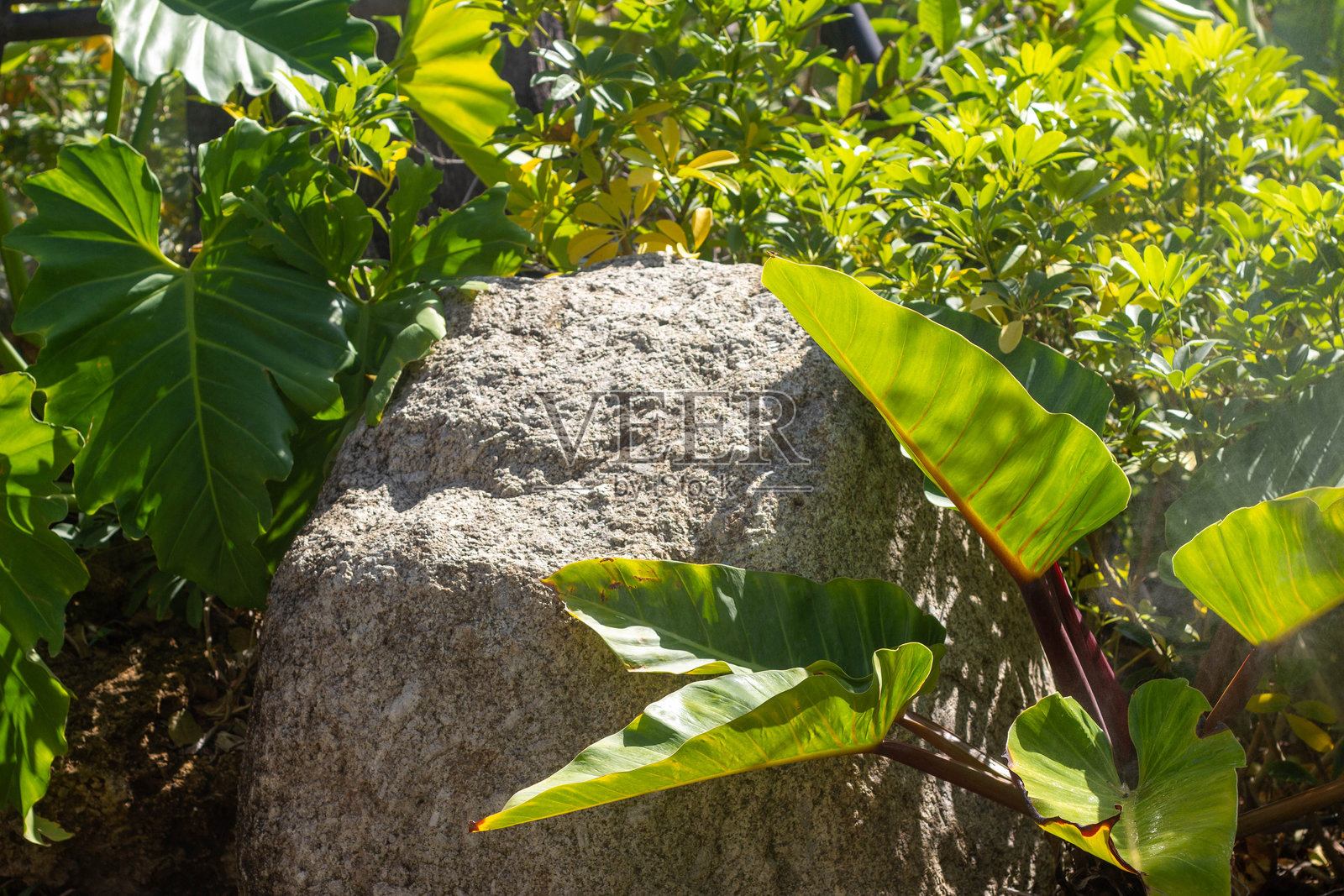 自然花园照片摄影图片