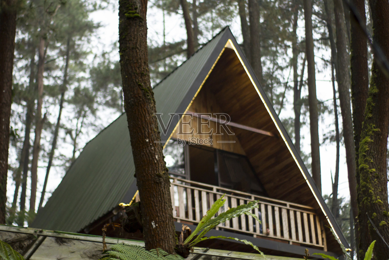 阴凉而迷人的绿色森林，拥有美丽而壮观的景色照片摄影图片