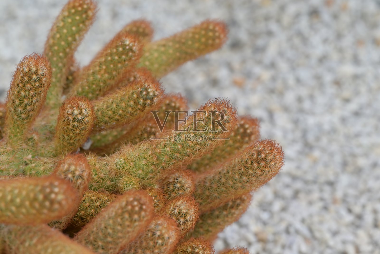 长针仙人掌特写，或称为手指仙人掌，是一种丛生植物，茎周围有圆柱形的小刺。照片摄影图片