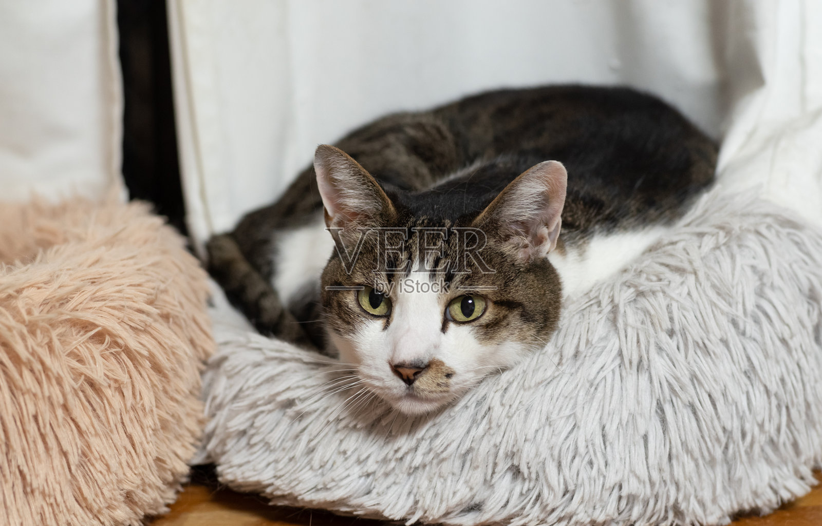 猫在窗边放松照片摄影图片