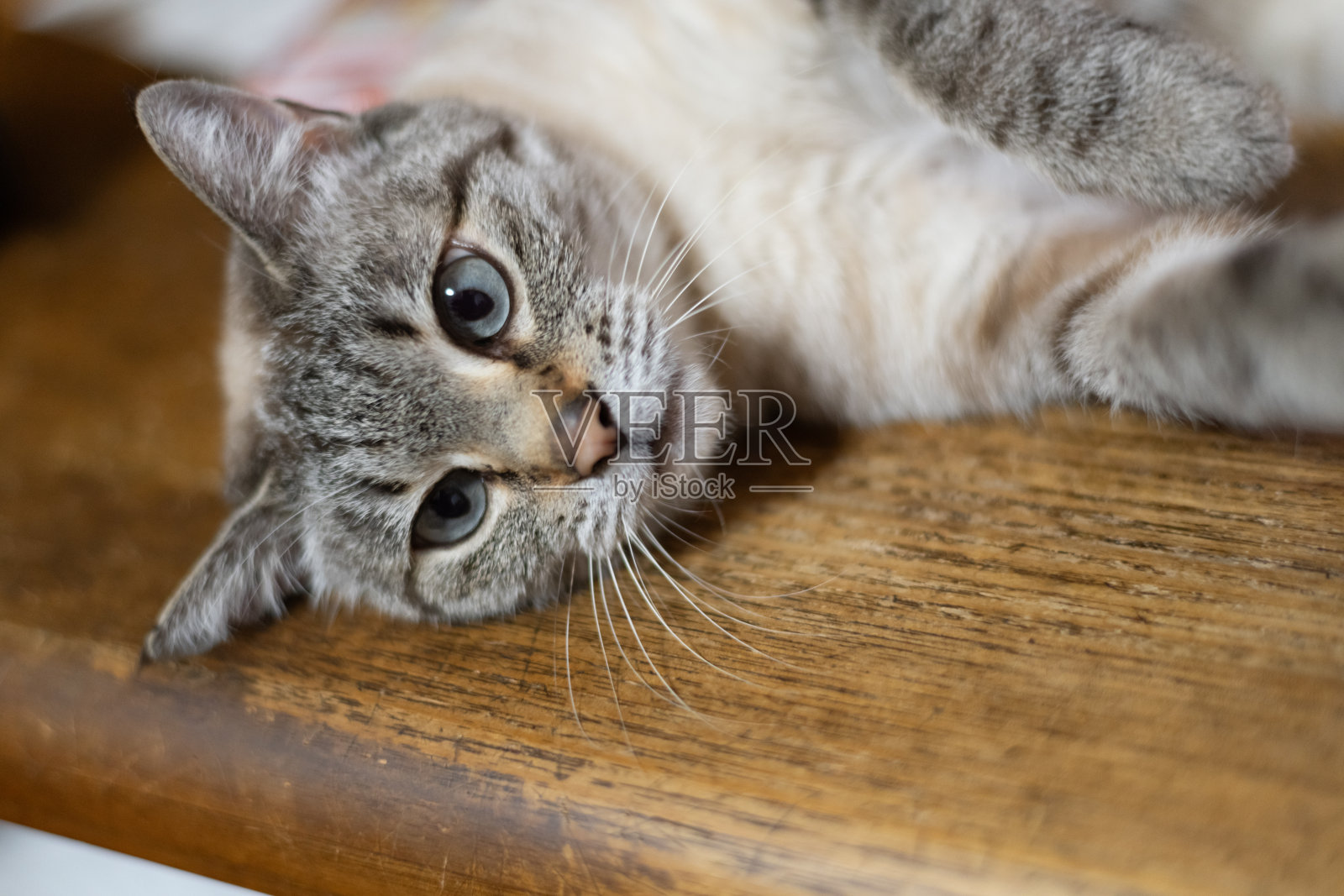 猫躺在桌子上盯着看照片摄影图片